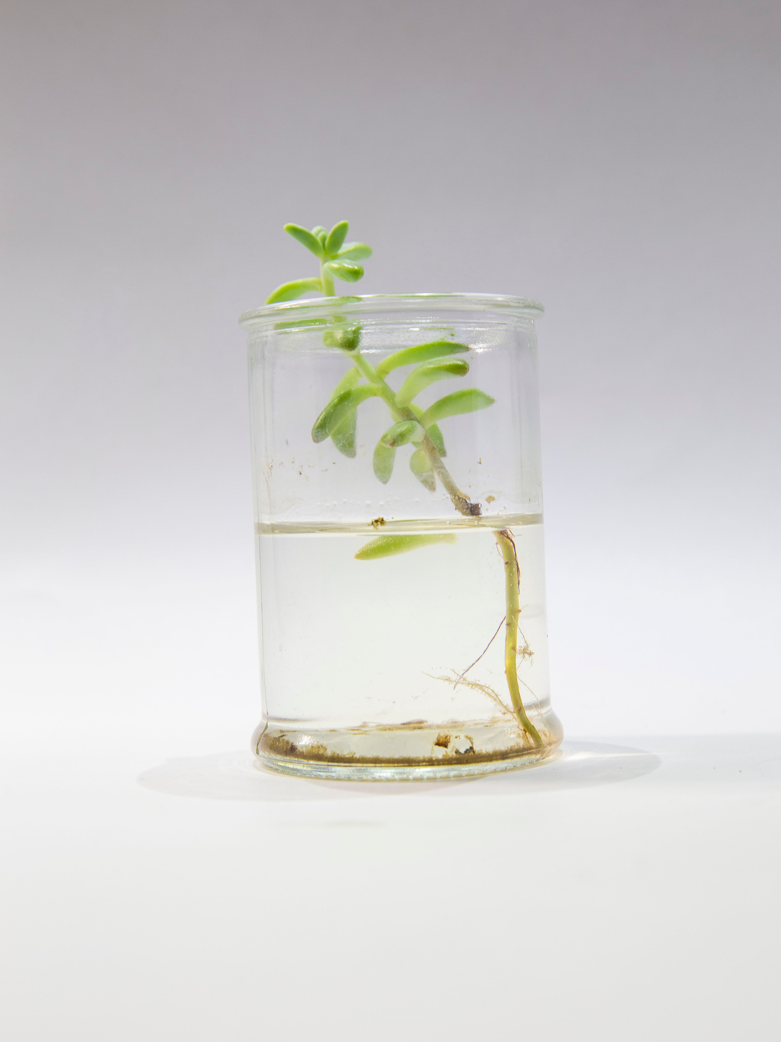 Елена Батова