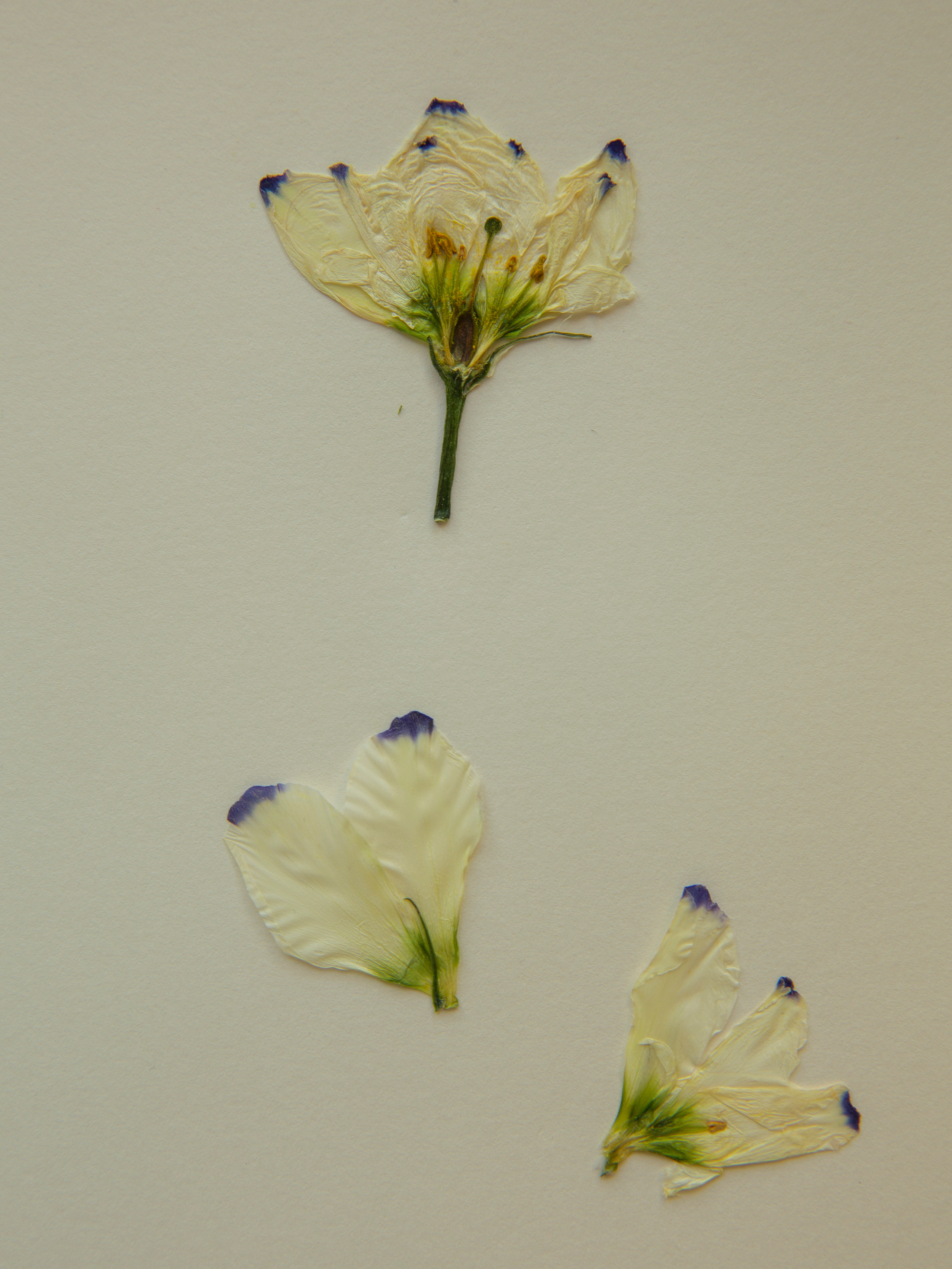 Елена Батова