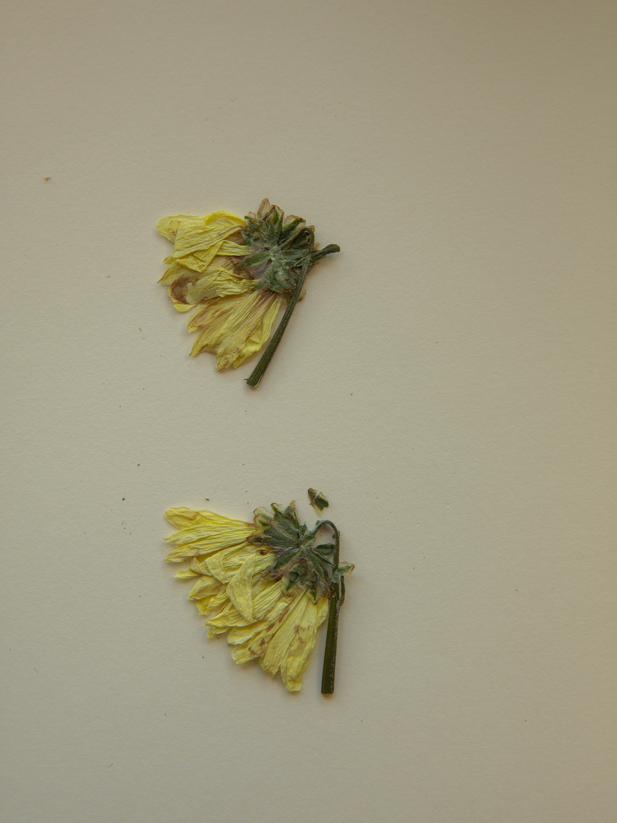 Елена Батова