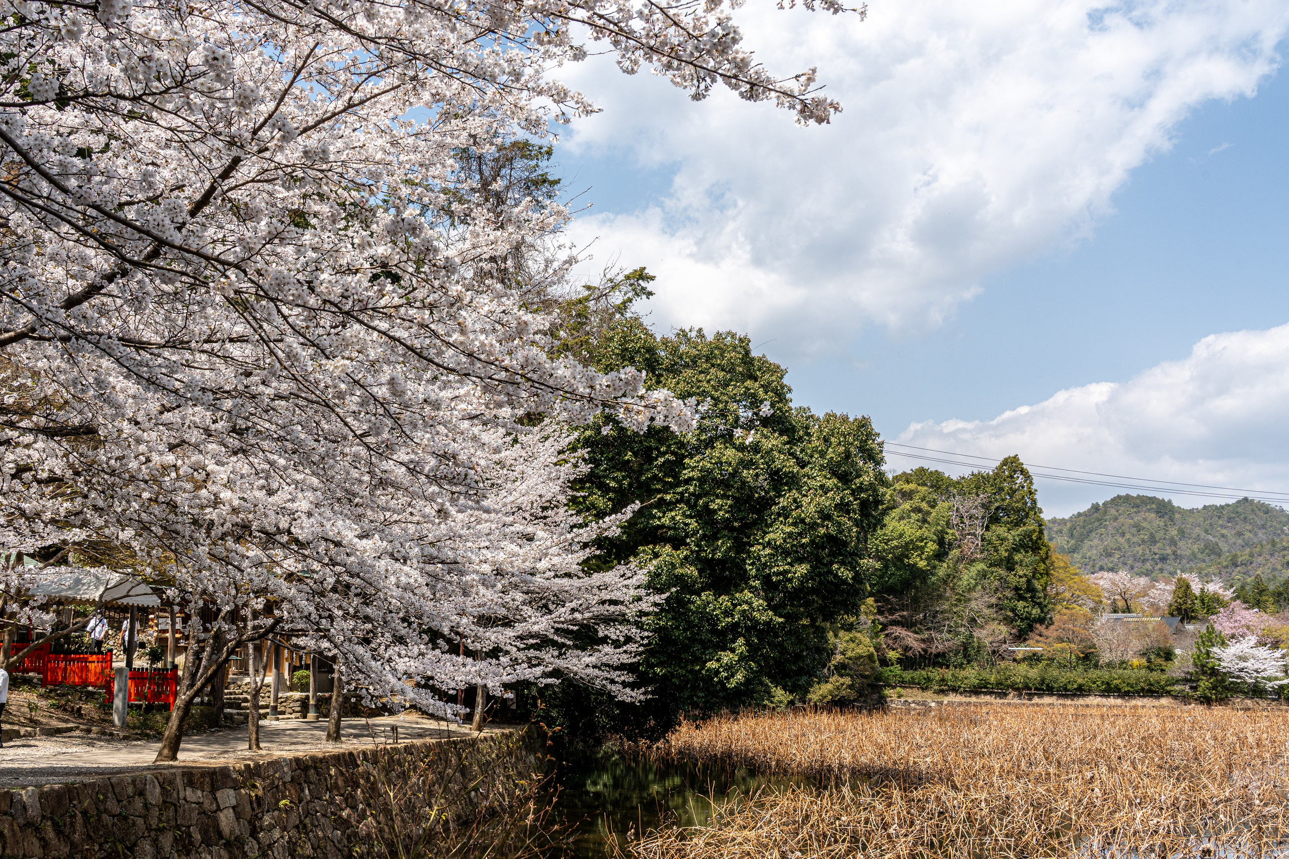 Япония, сакура. Творческие сьемки