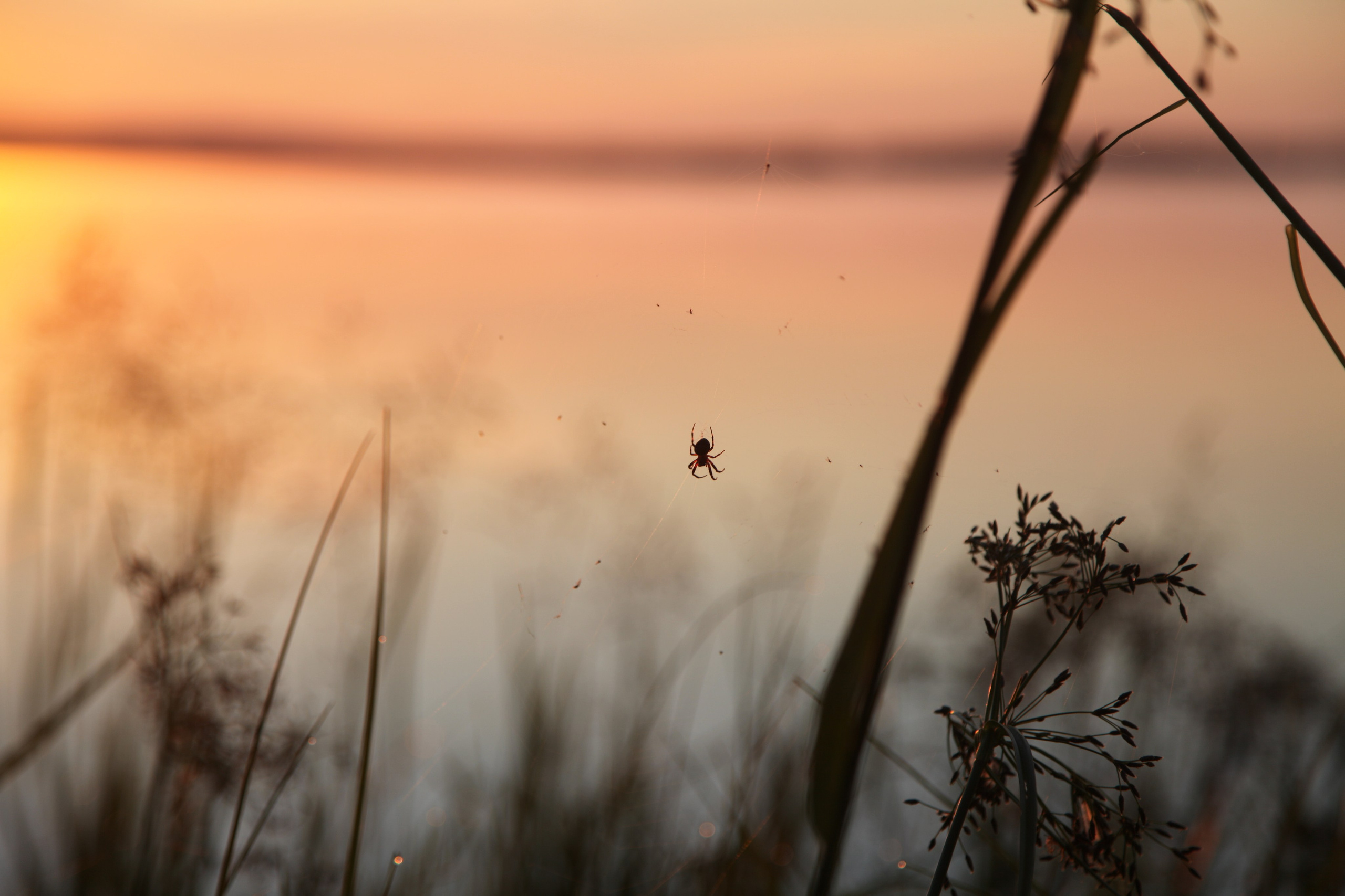 Фото Природы Забайкалья. Студия Максима Белослюдцева