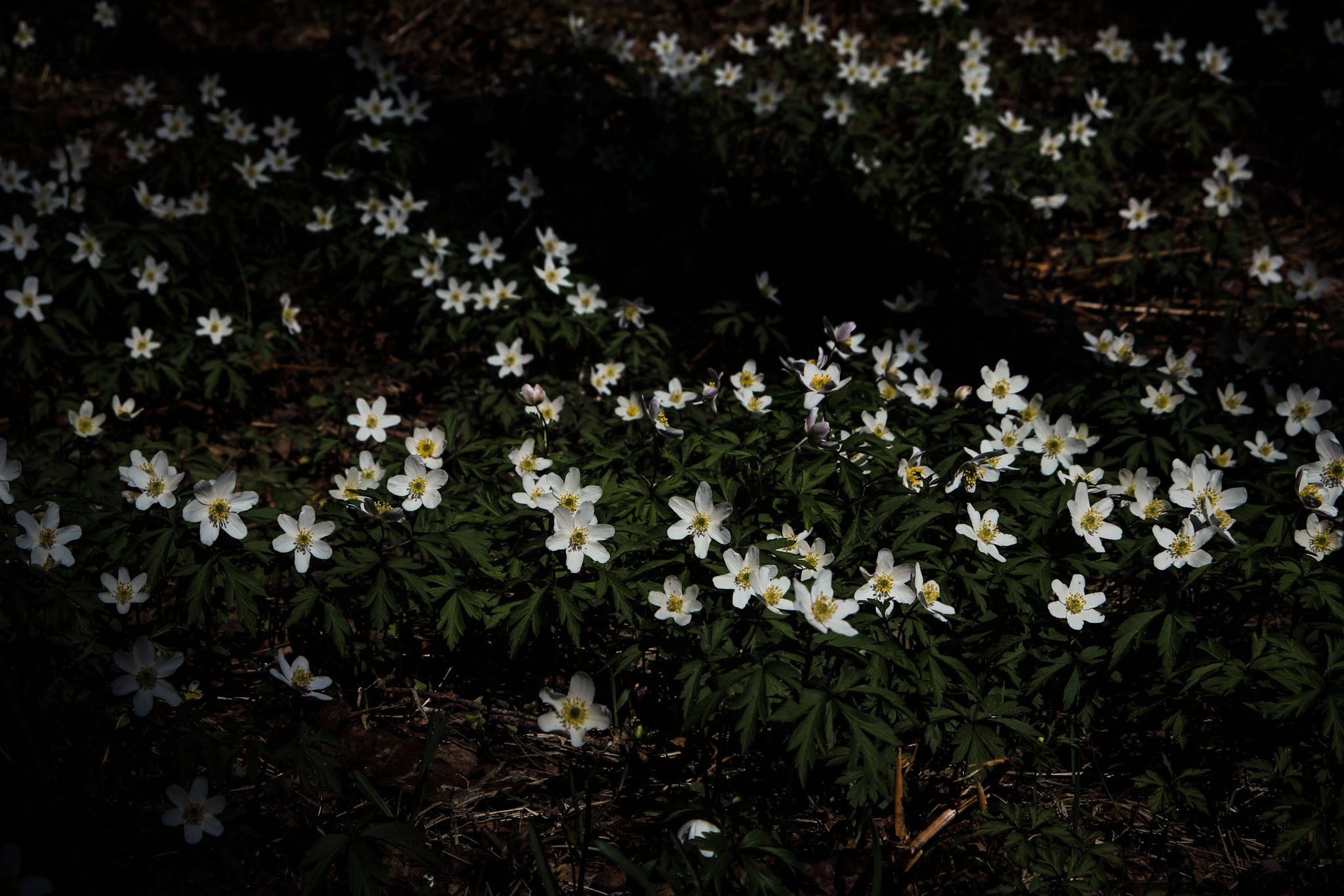 Весна. Катя Цвет