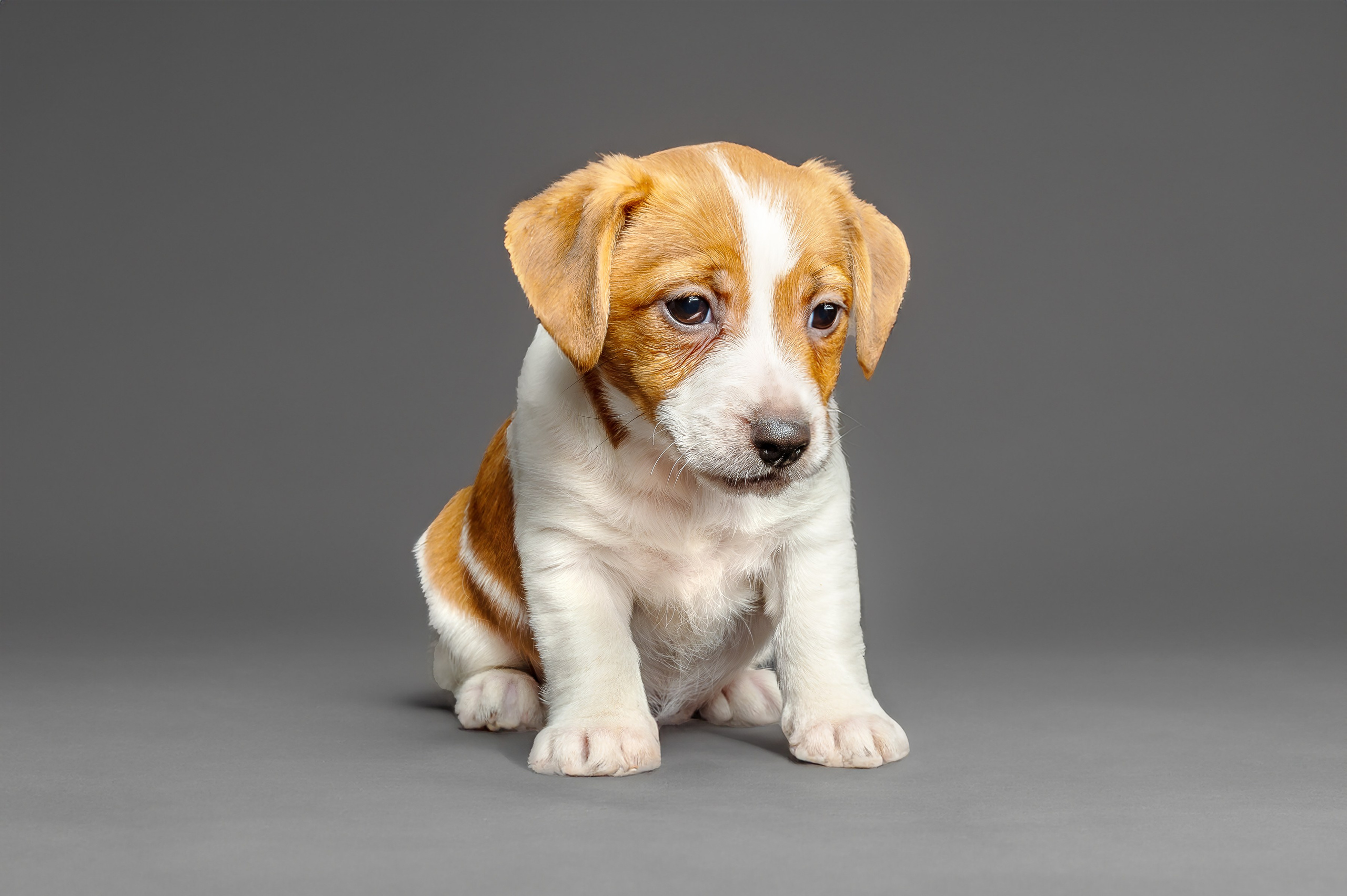 Питомцы. Экспресс-портрет, фото для сайтов и соцсетей