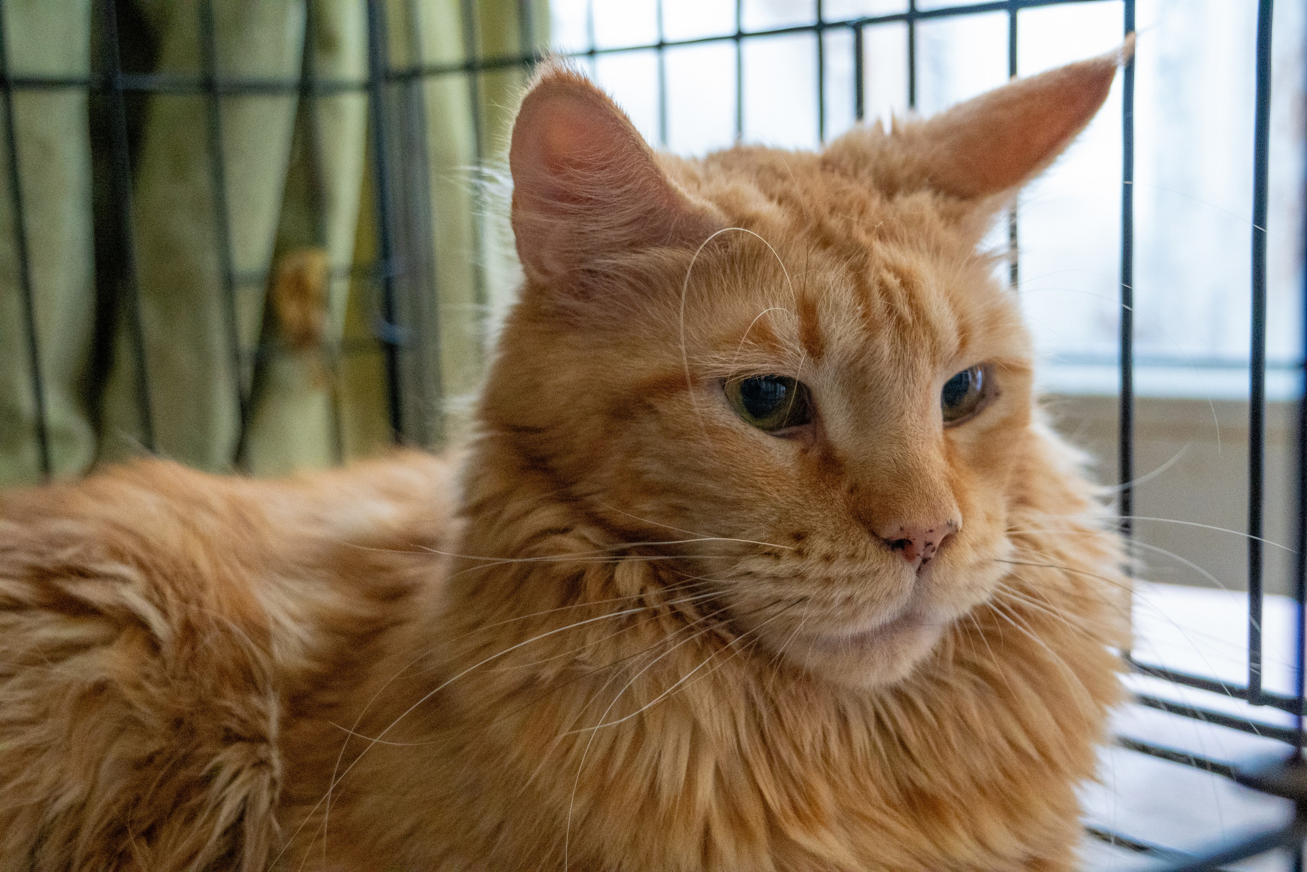 Приют для животных «Пушистые друзья». Видеограф, фотограф в Санкт-Петербурге Элеонора Петрова