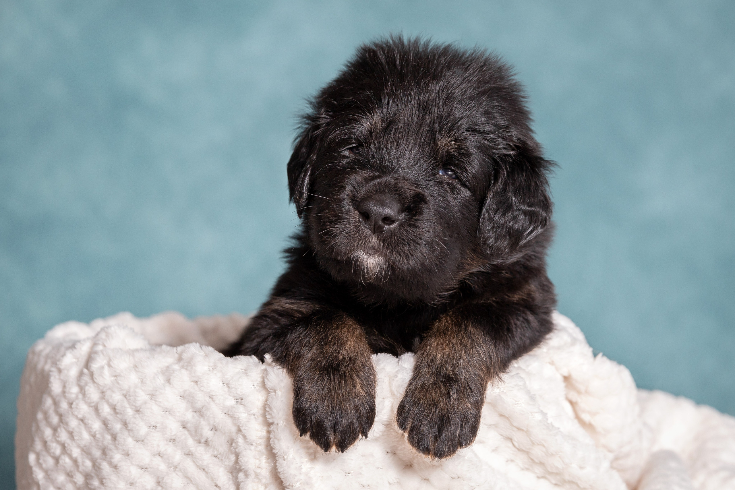 Тибетский мастиф. Юлия Микульская. Рыбинск