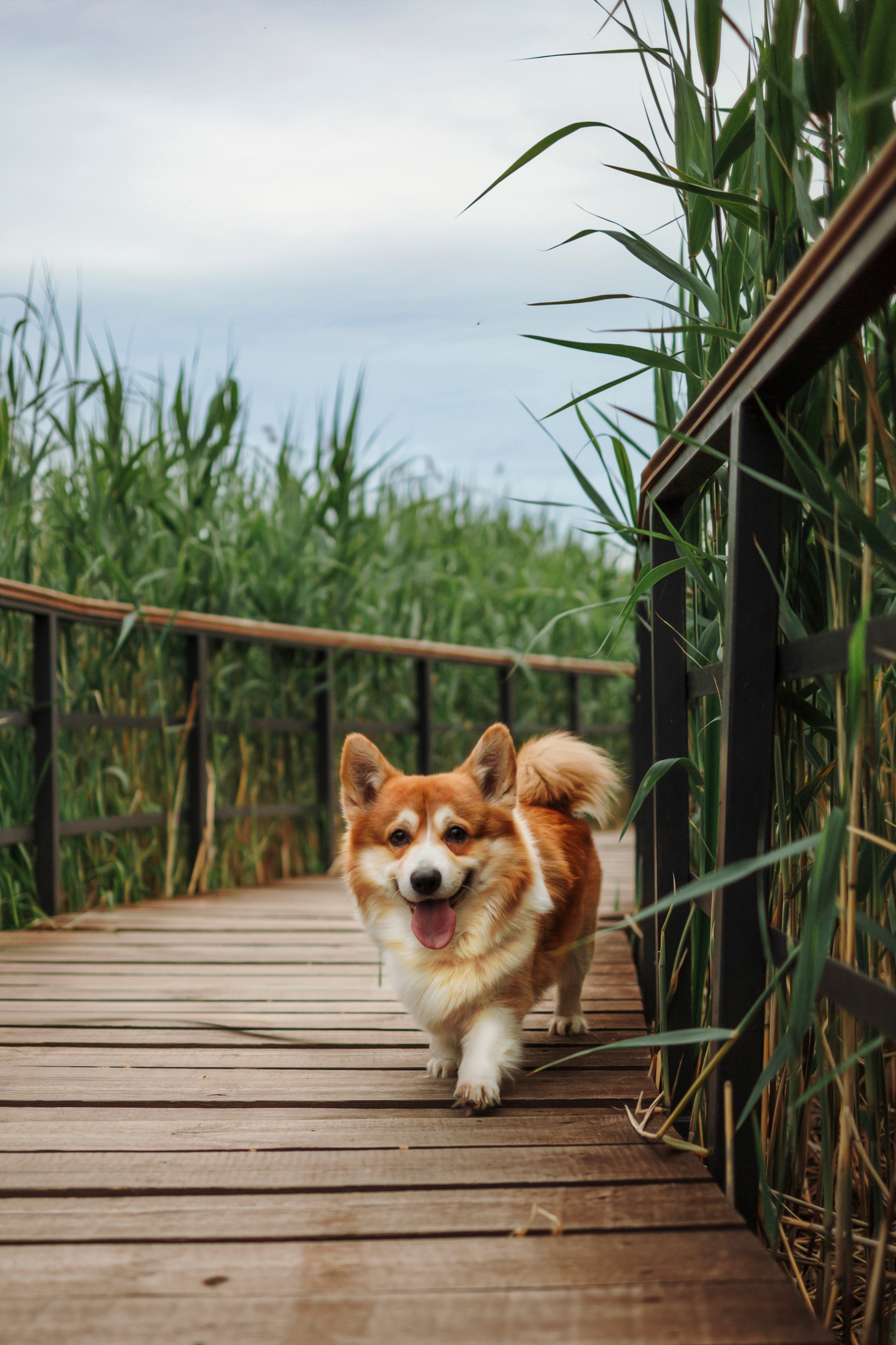 Даша и корги Рудик. Фотограф-анималист в Санкт-Петеребурге Титова Алиса