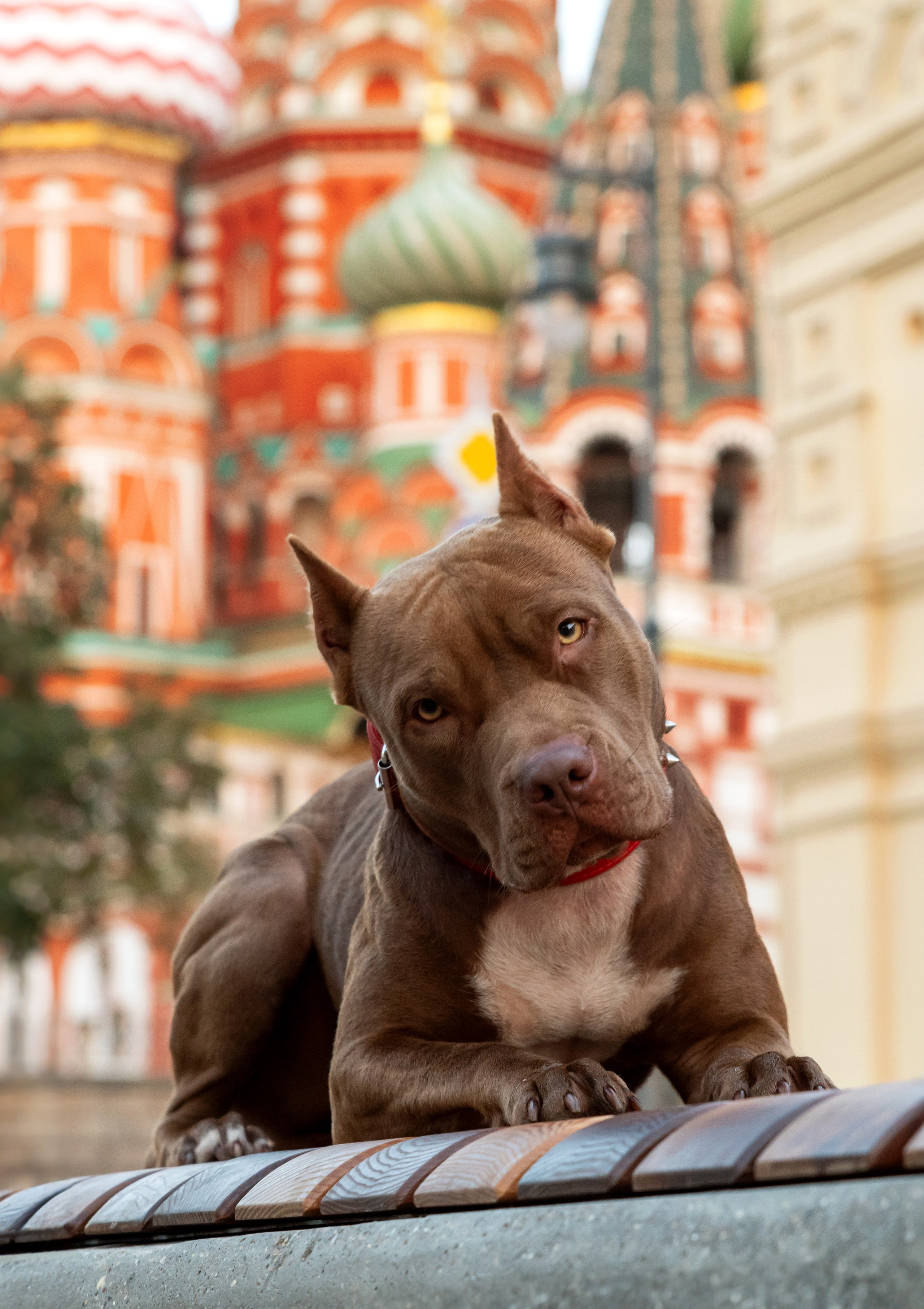 Прайтер Ума. Фотограф анималист и семейный фотограф в Москве Наталья Носова
