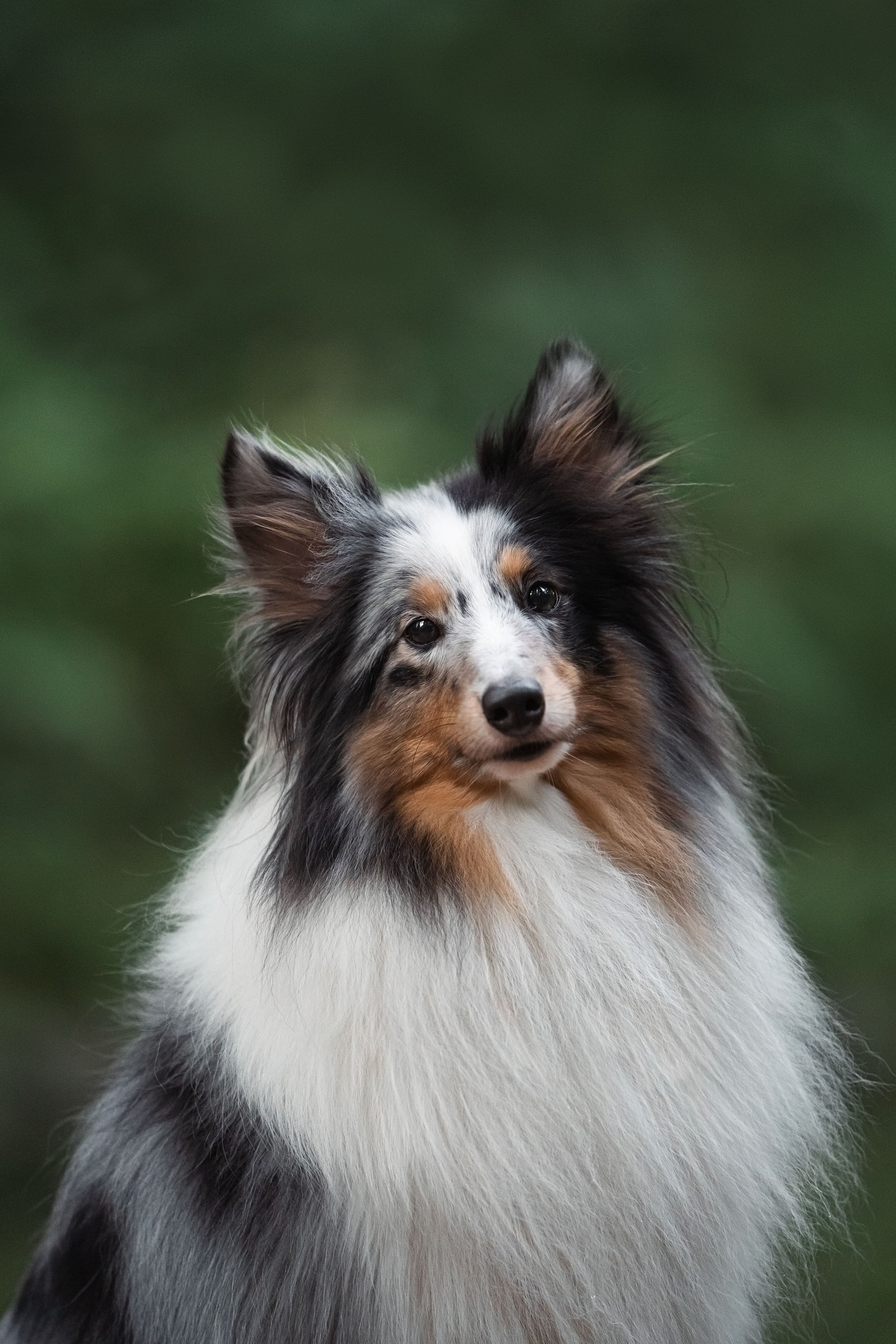 Лесная Элис. Фотограф анималист