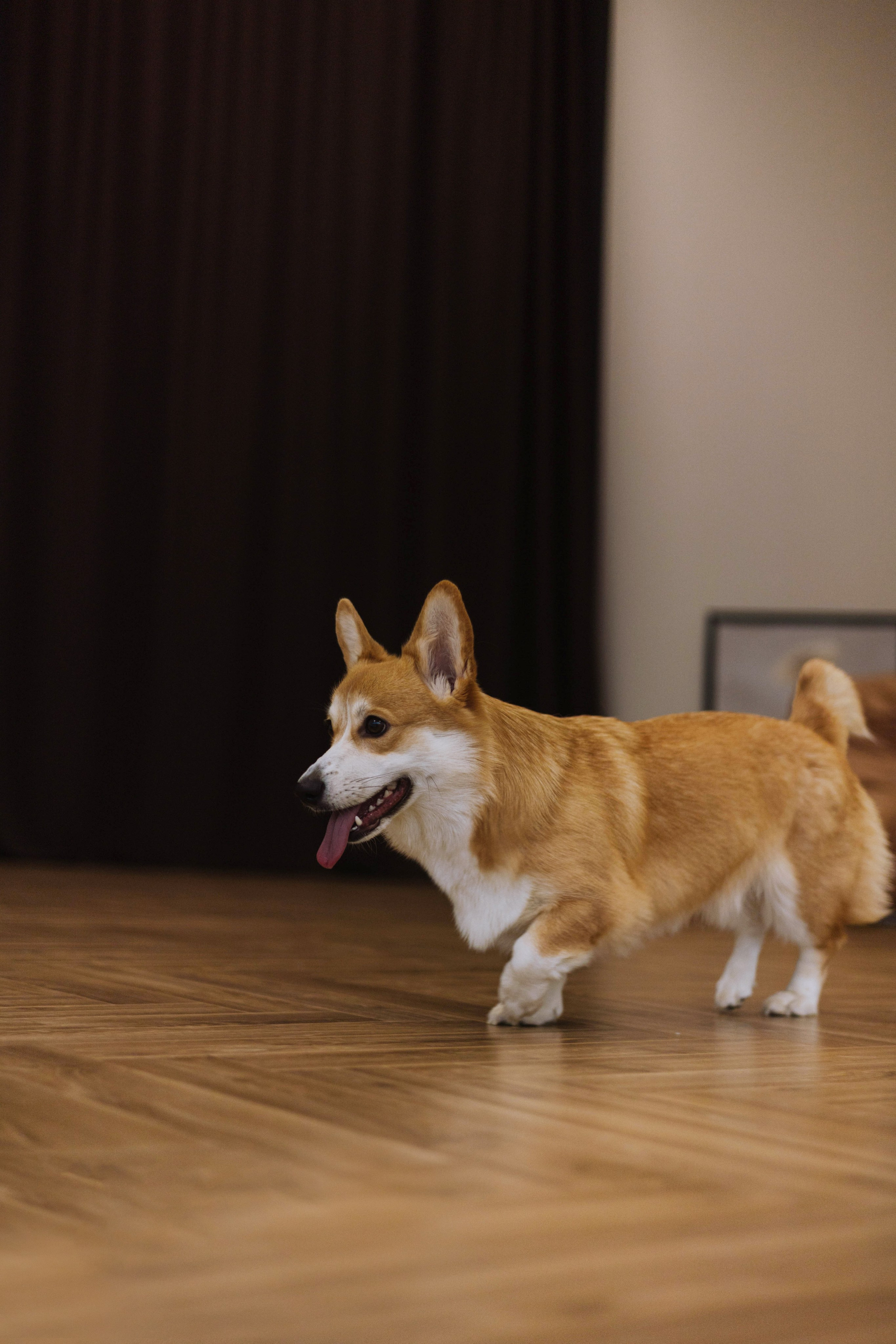 Настя и Мия. Фотограф-анималист Богданова Полина