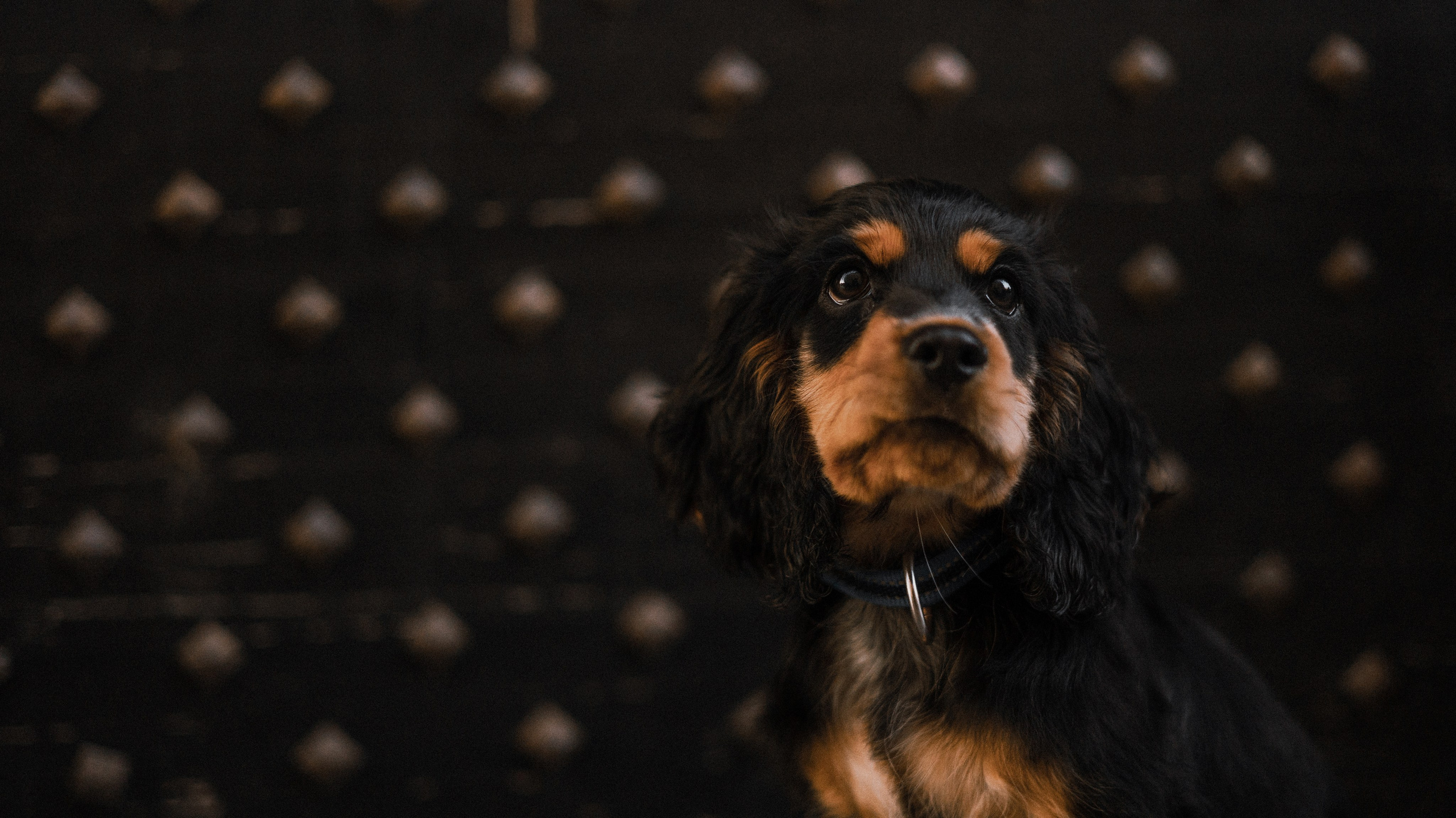 Аня и Ривер. Фотограф-анималист Богданова Полина