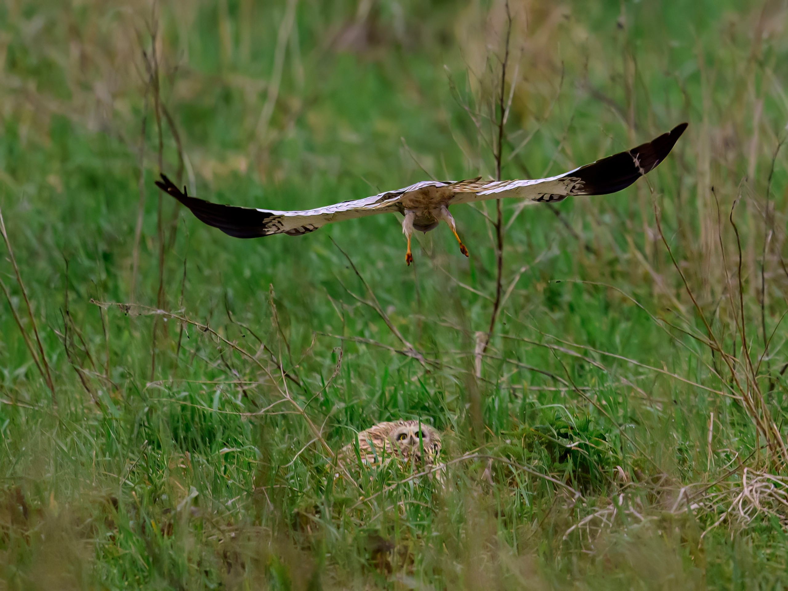 Лунь атакует сову. Wildlife photography by Sergey Puponin