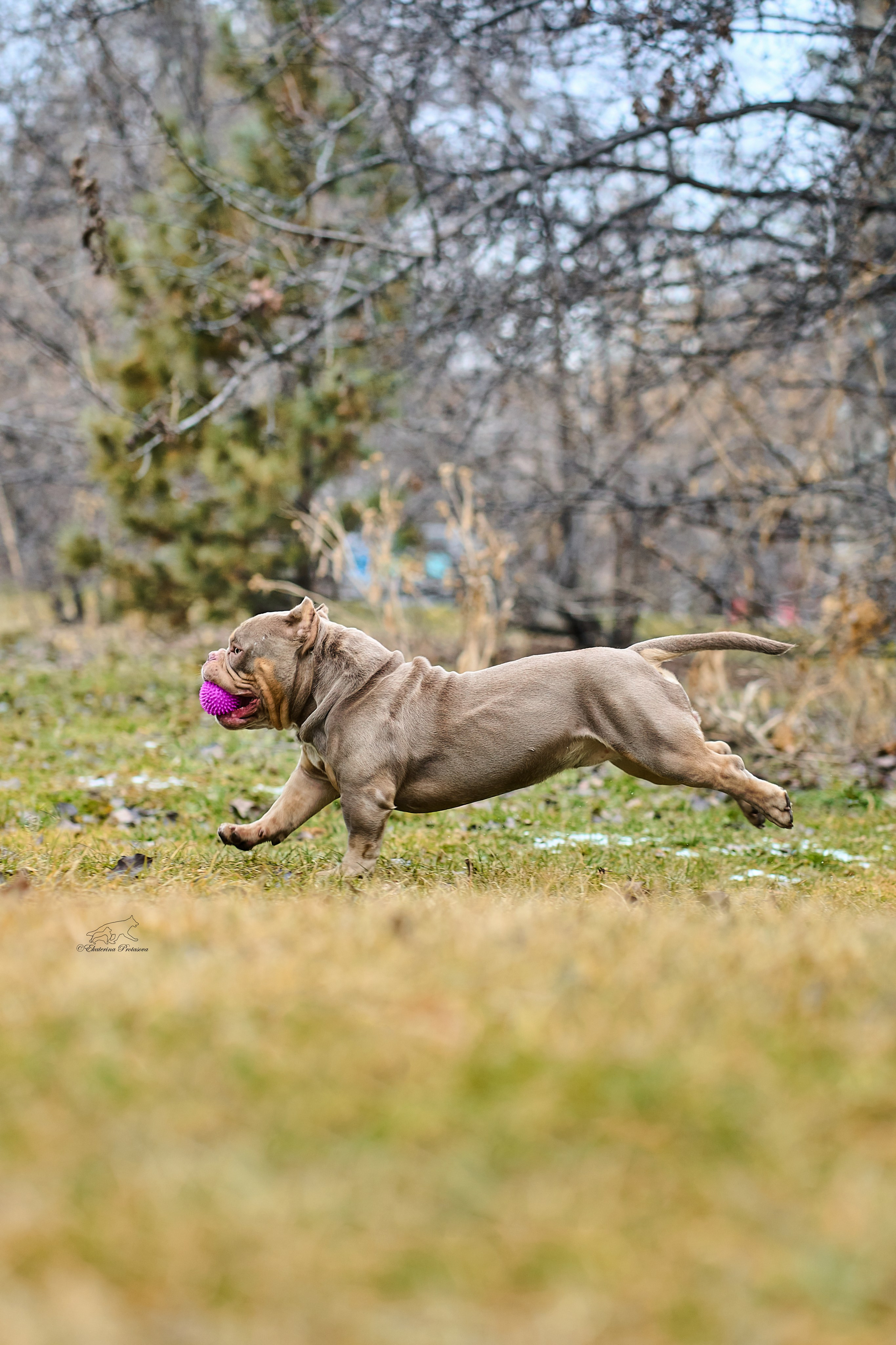 Булли Коба. Фотограф-анималист в Иркутске