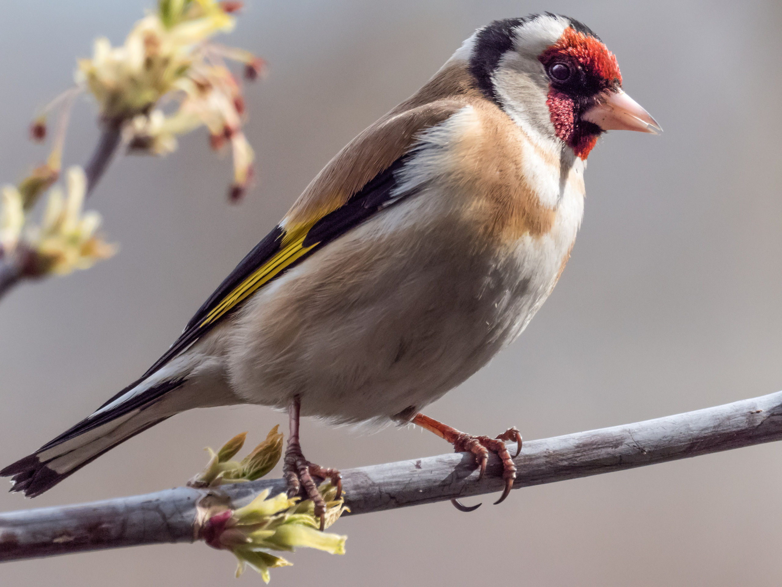 Птицы и животные. Oles Paritskiy