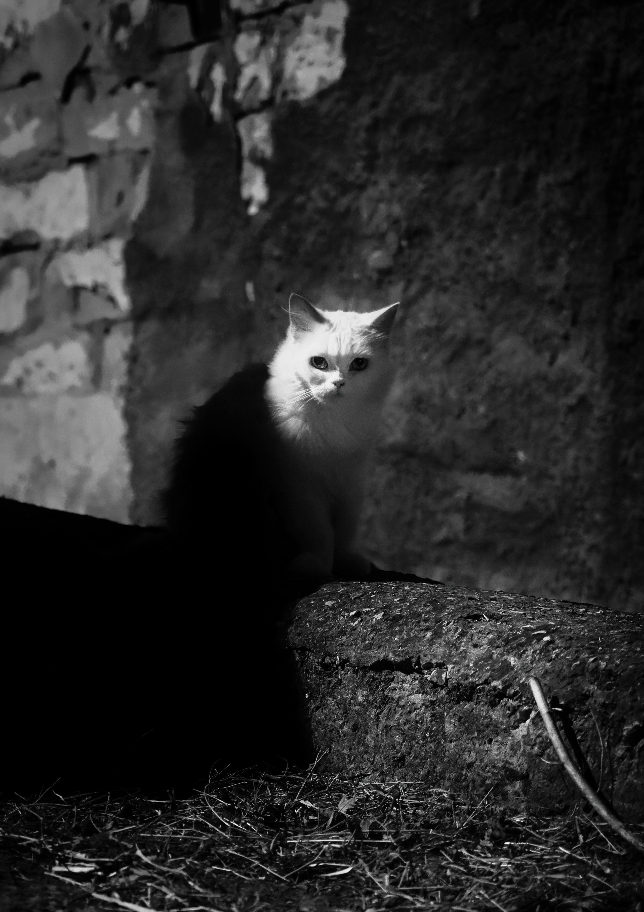 Птицы и животные. Oles Paritskiy