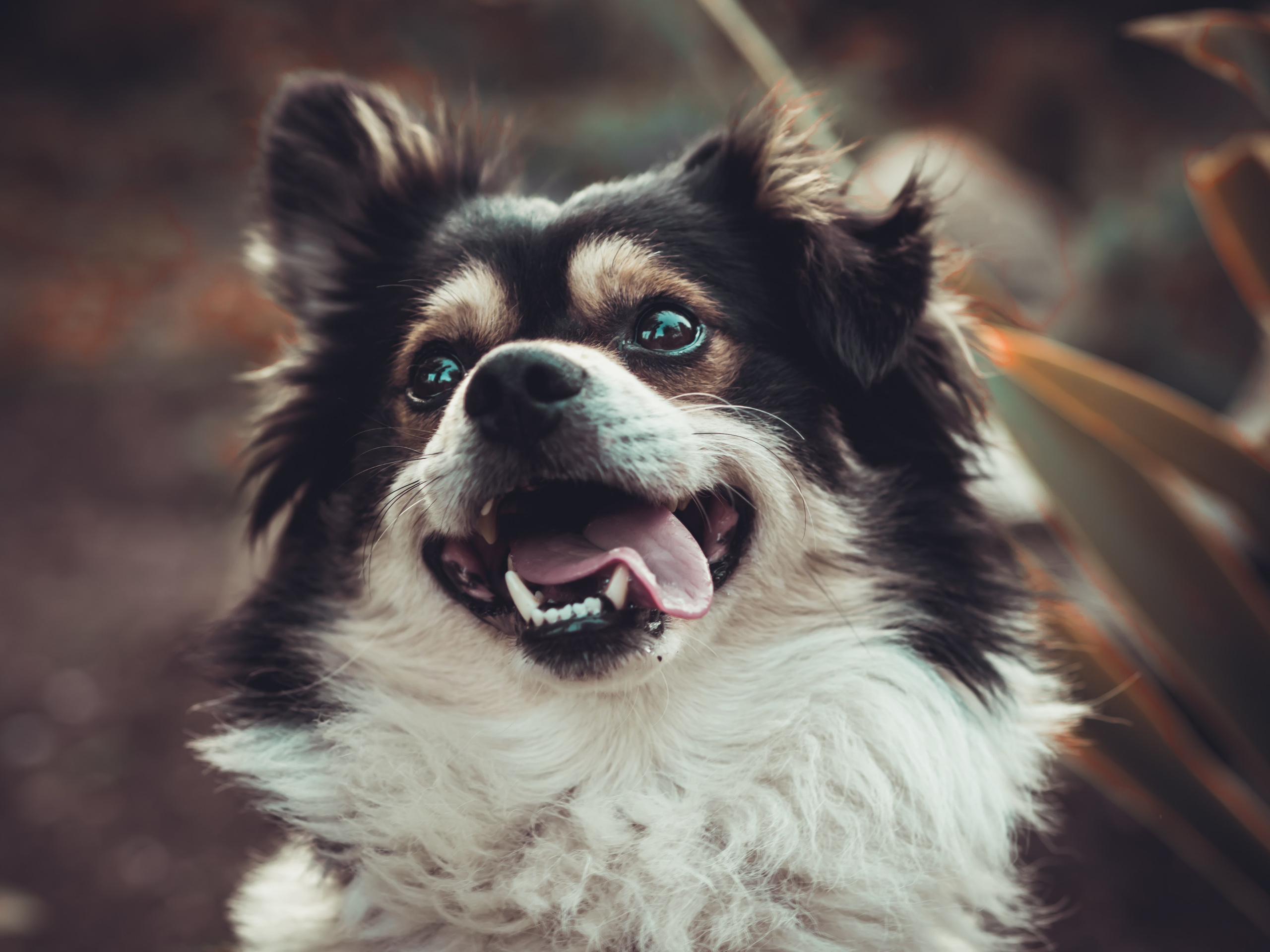 Птицы и животные. Oles Paritskiy