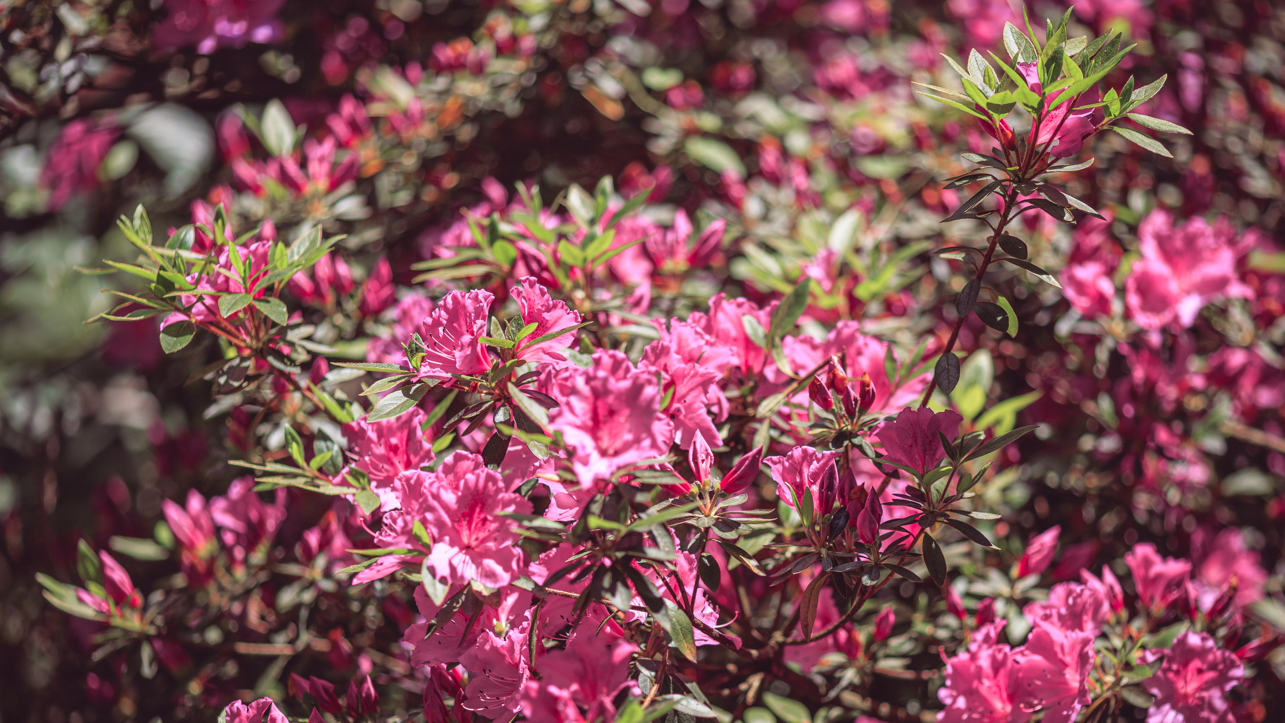 Ботсад. Сайт о фотографии, Москва