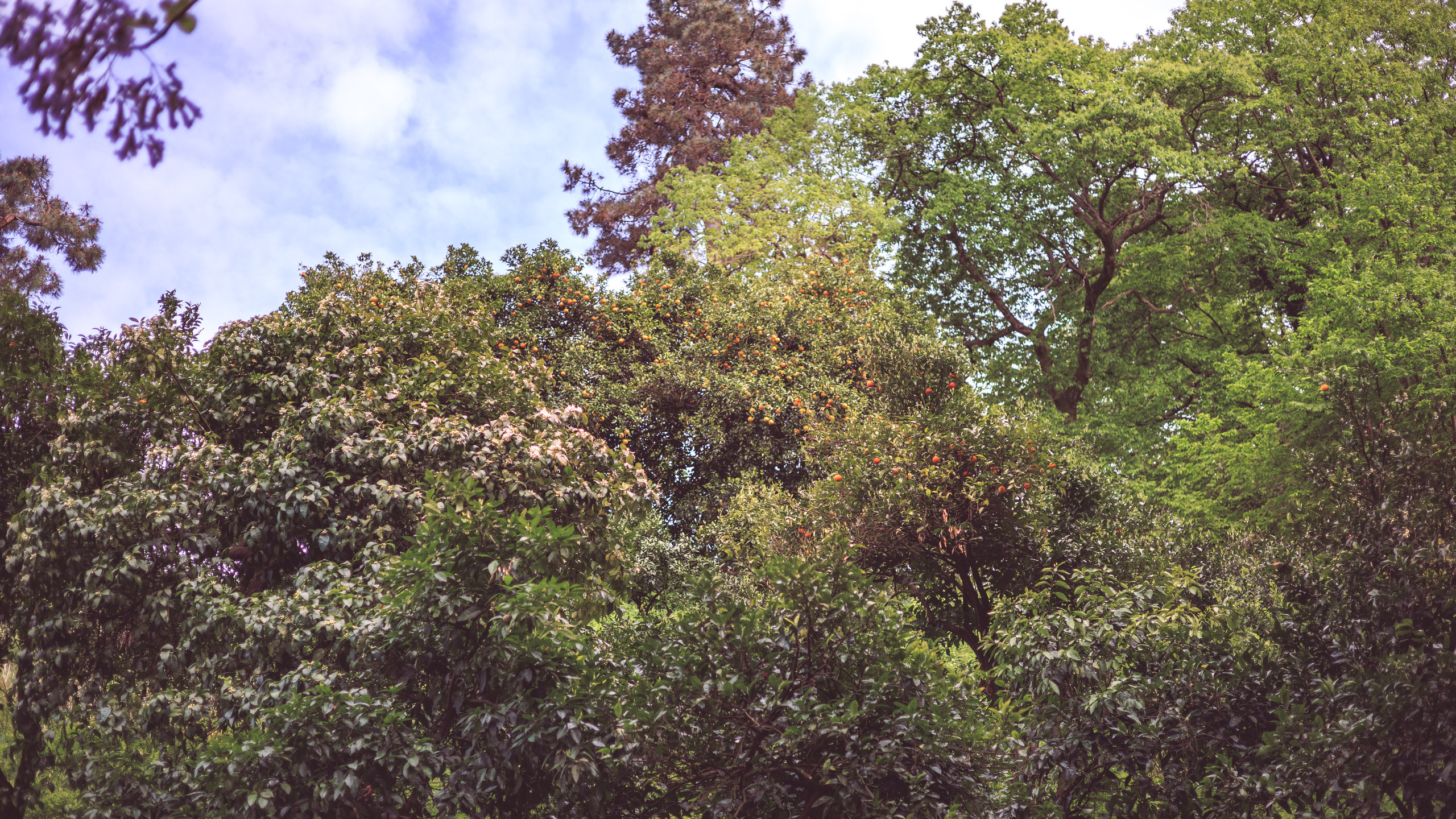 Ботсад. Сайт о фотографии, Москва