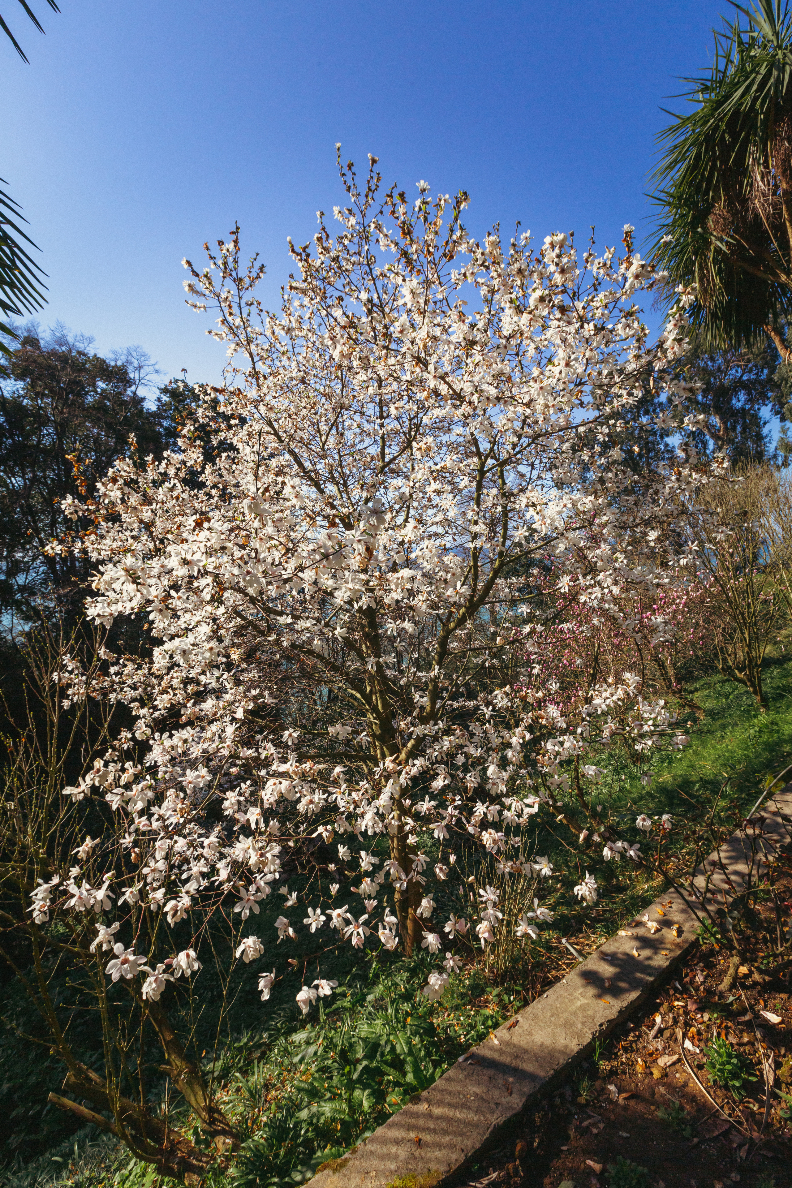 Ботанический сад. Сайт о фотографии, Москва
