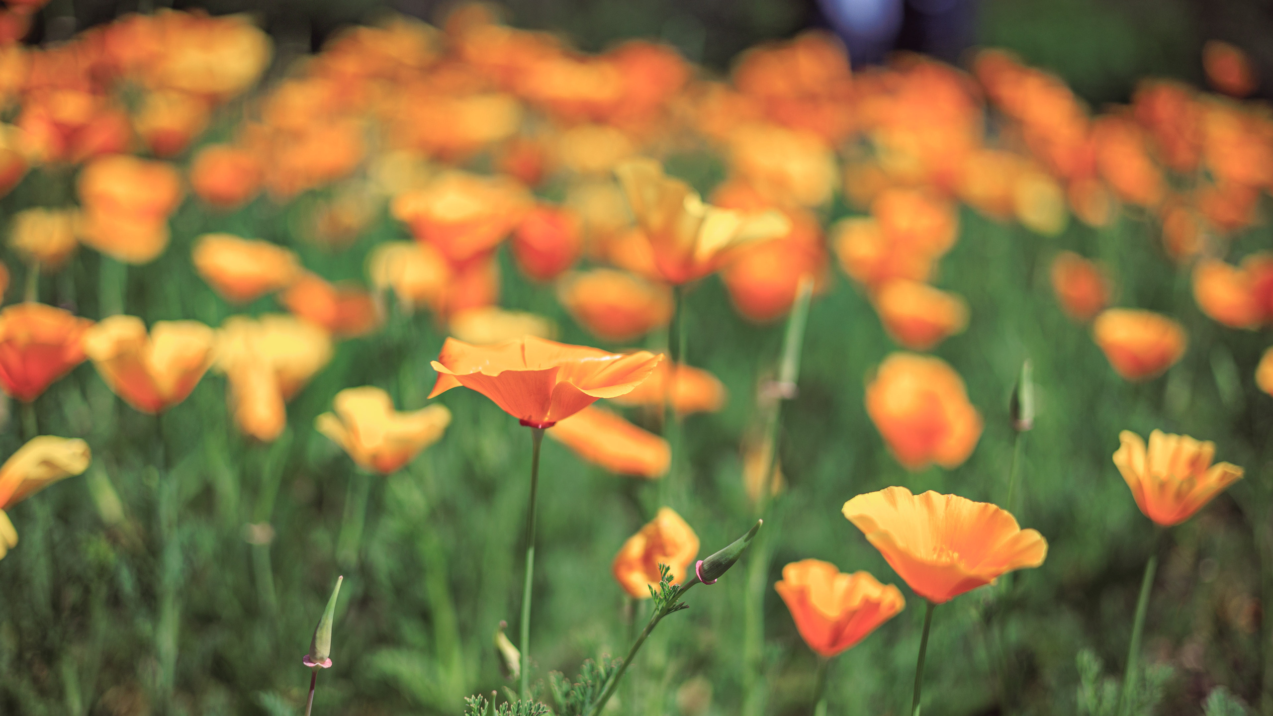 Ботсад. Сайт о фотографии, Москва
