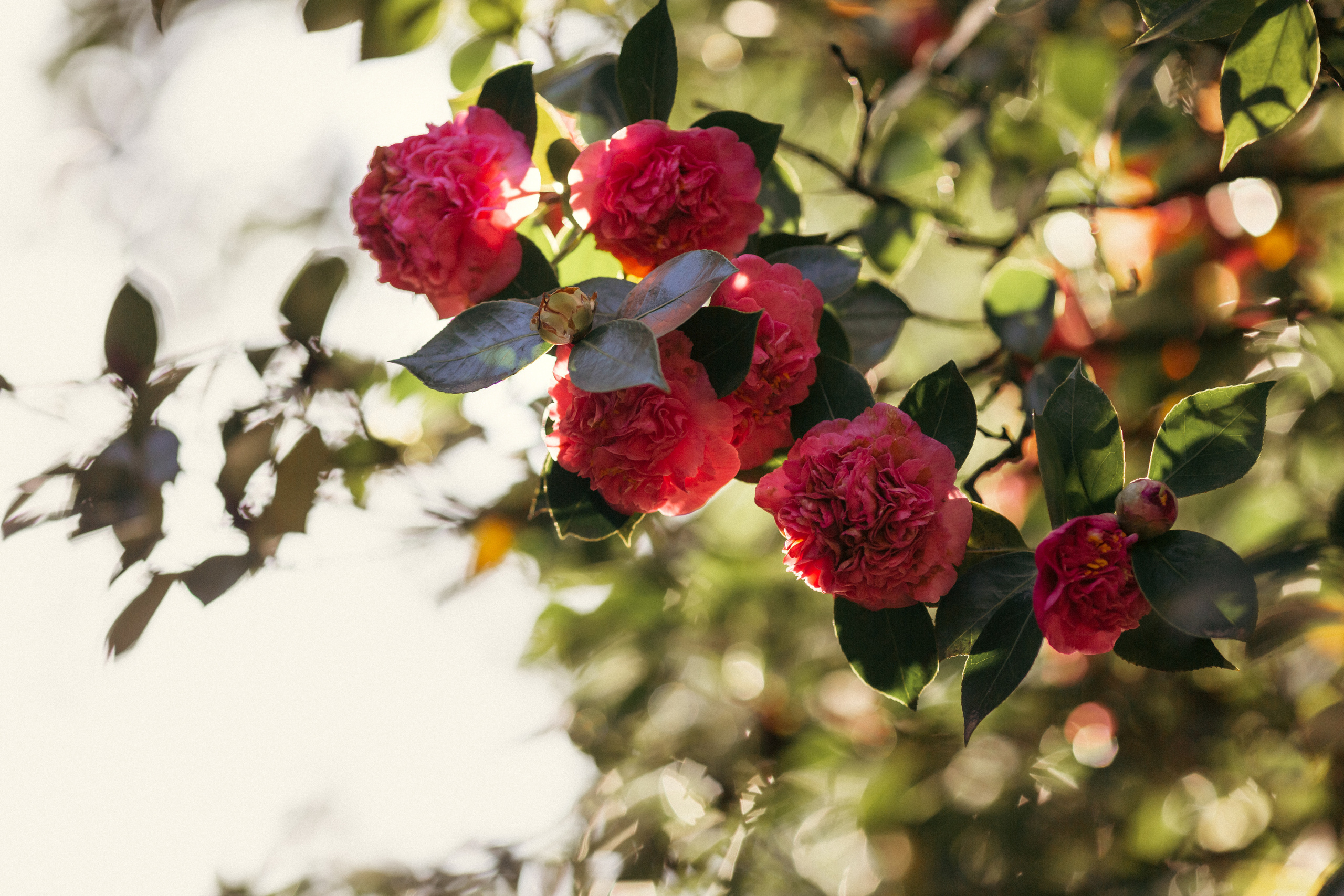 Ботанический сад. Сайт о фотографии, Москва