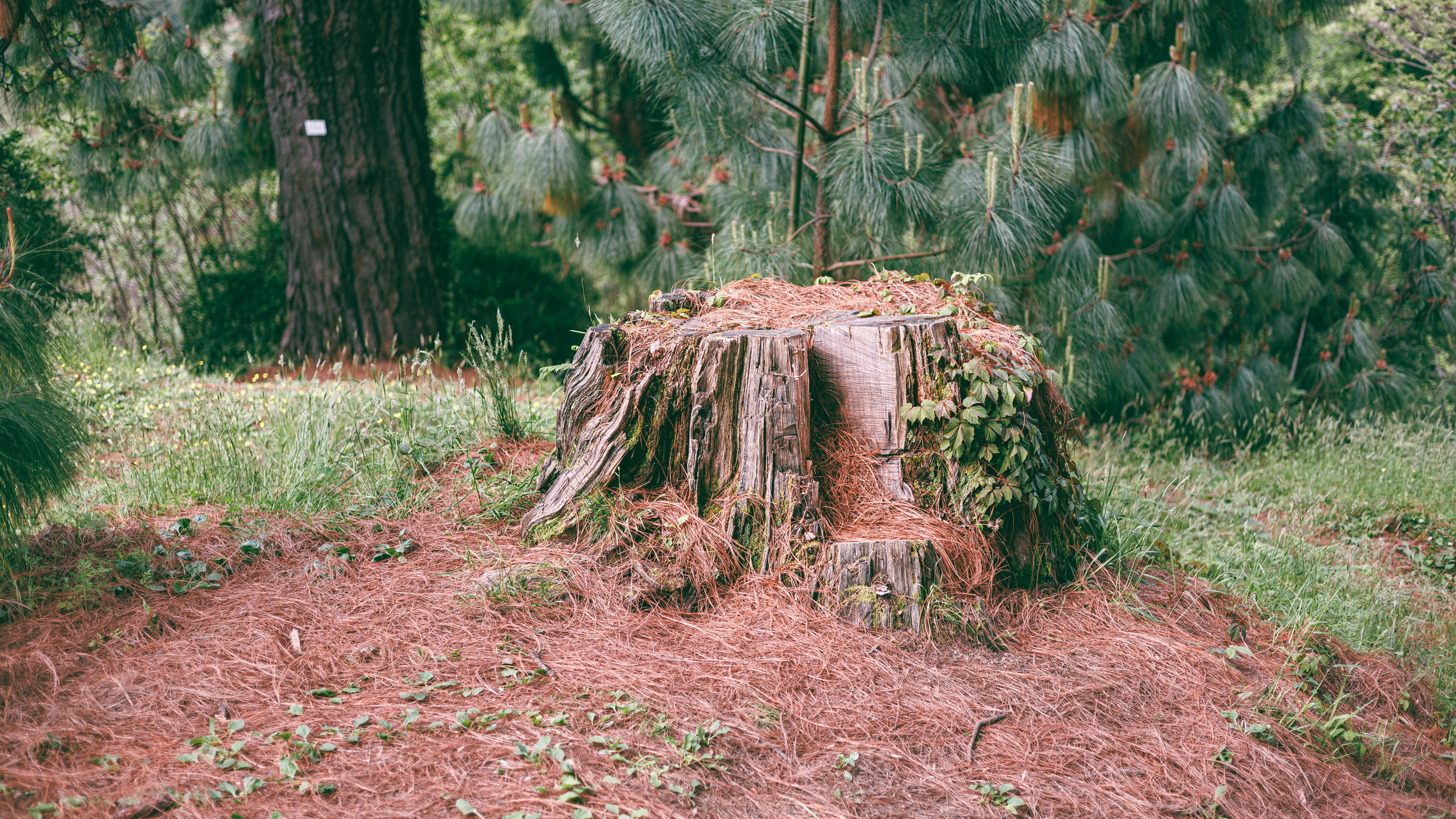 Ботсад. Сайт о фотографии, Москва