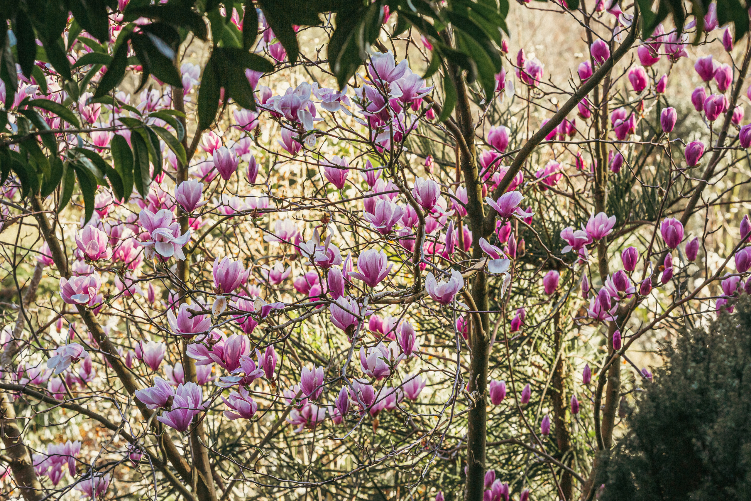 Ботанический сад. Сайт о фотографии, Москва