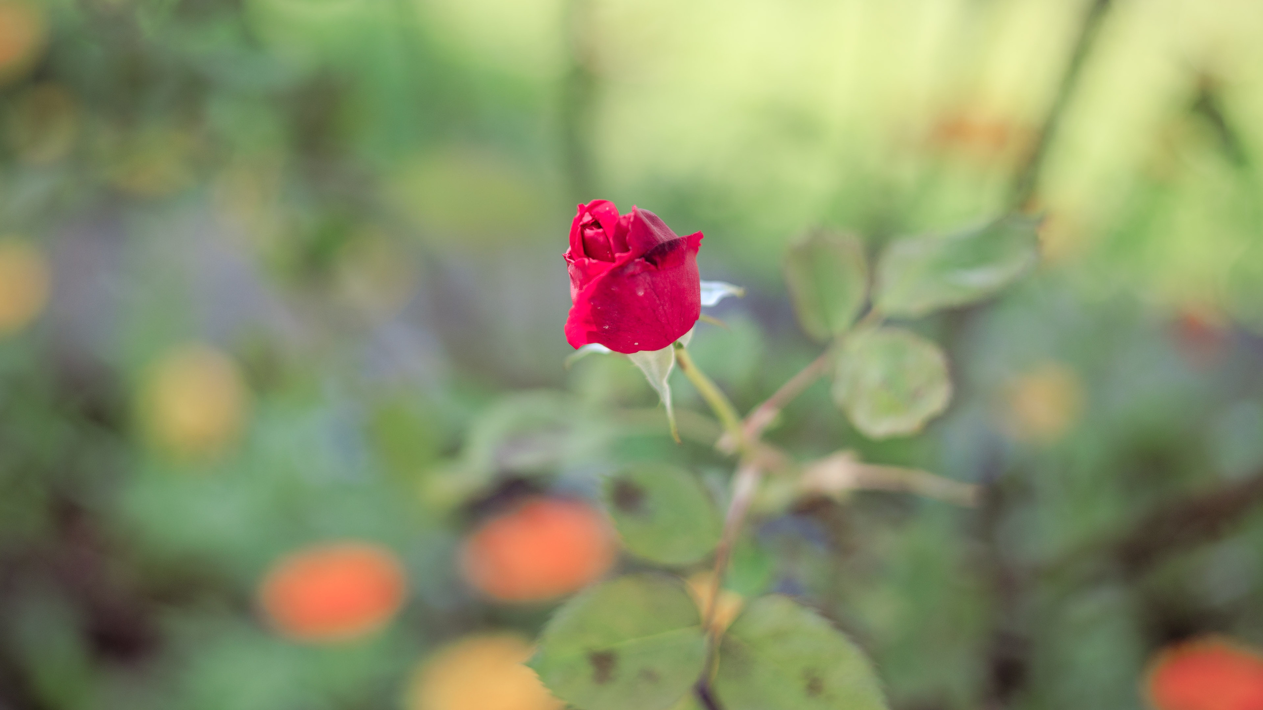 Ботсад. Сайт о фотографии, Москва