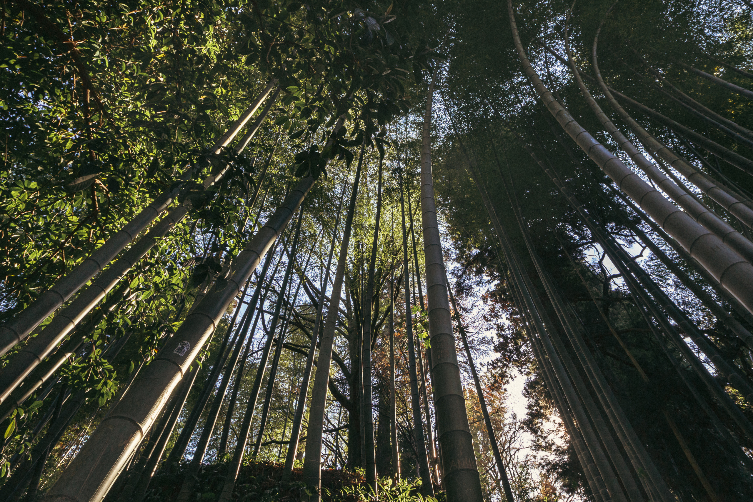 Ботанический сад. Сайт о фотографии, Москва