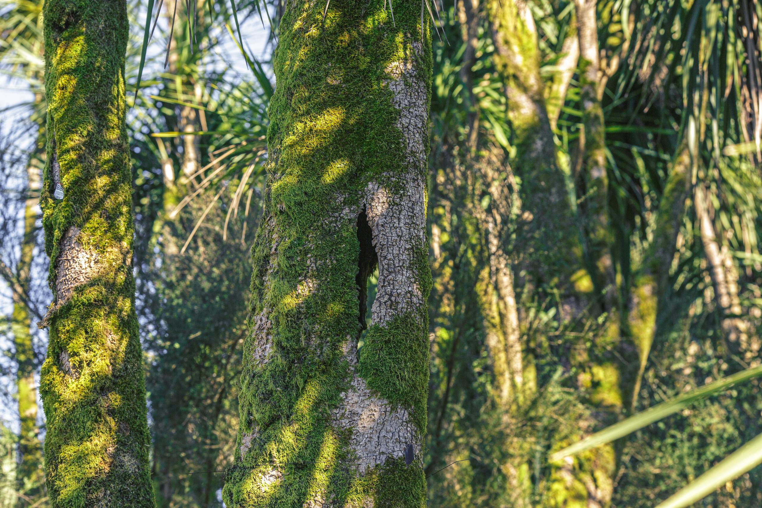 Ботанический сад. Сайт о фотографии, Москва