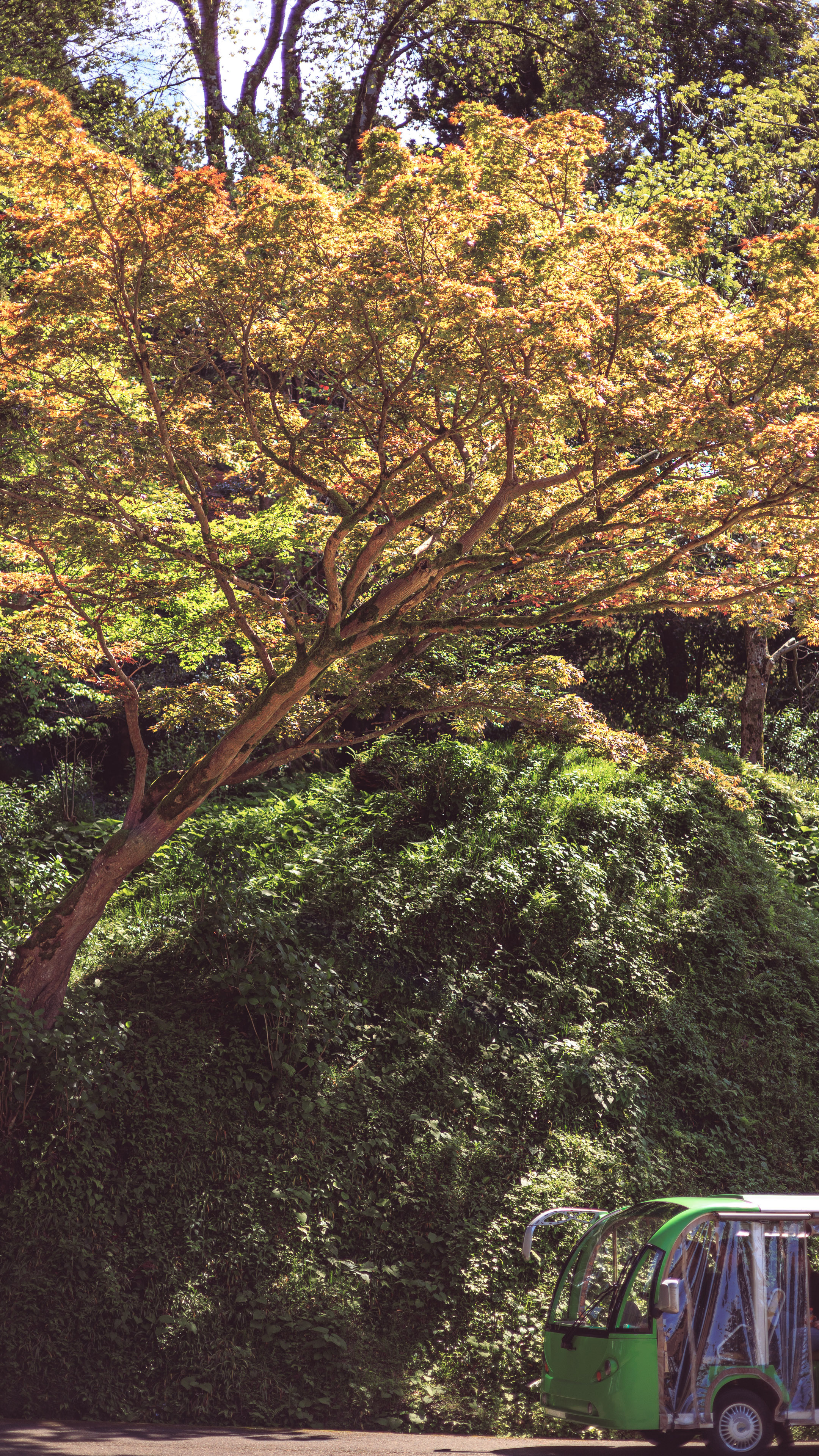 Ботсад. Сайт о фотографии, Москва