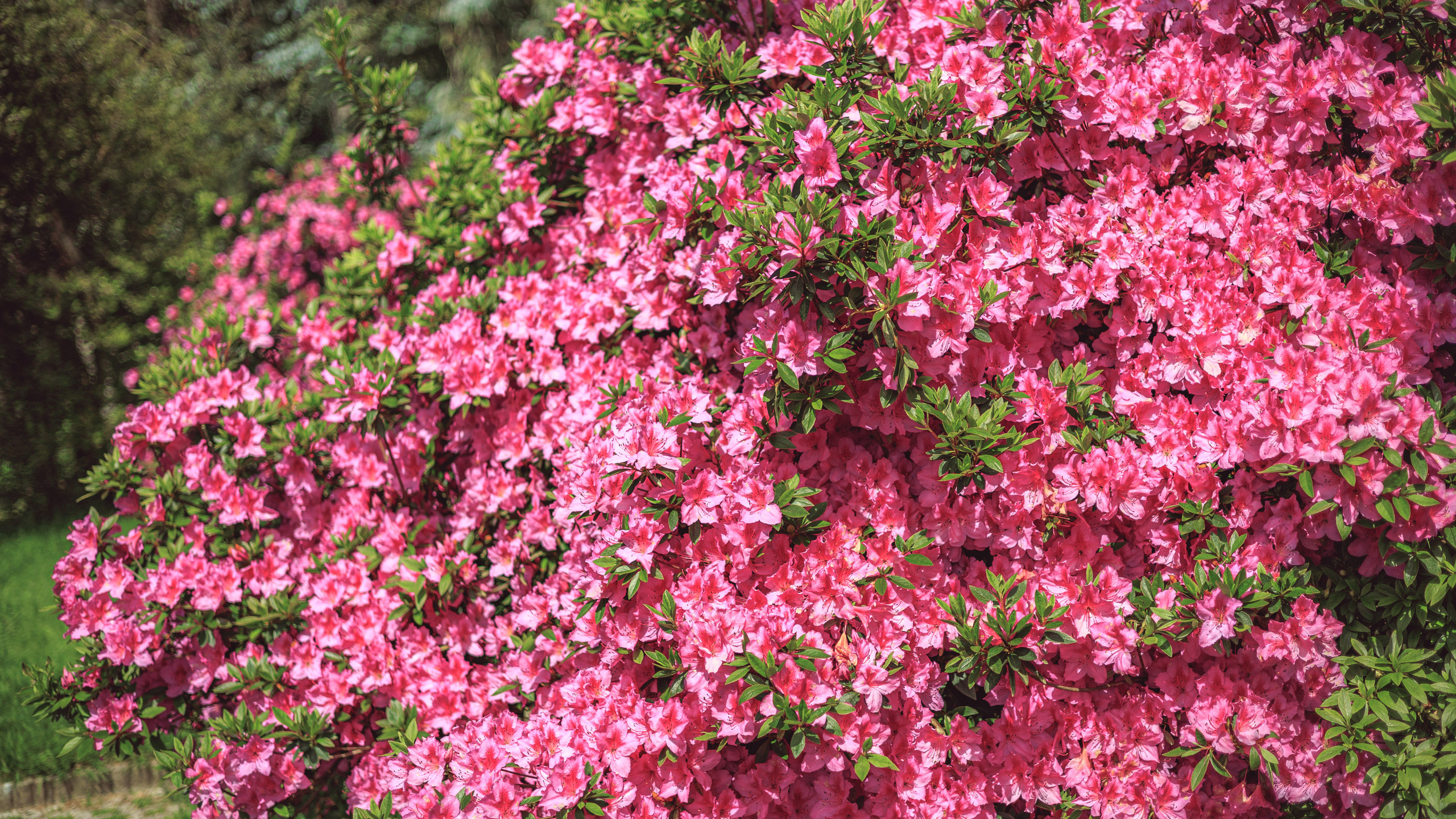 Ботсад. Сайт о фотографии, Москва