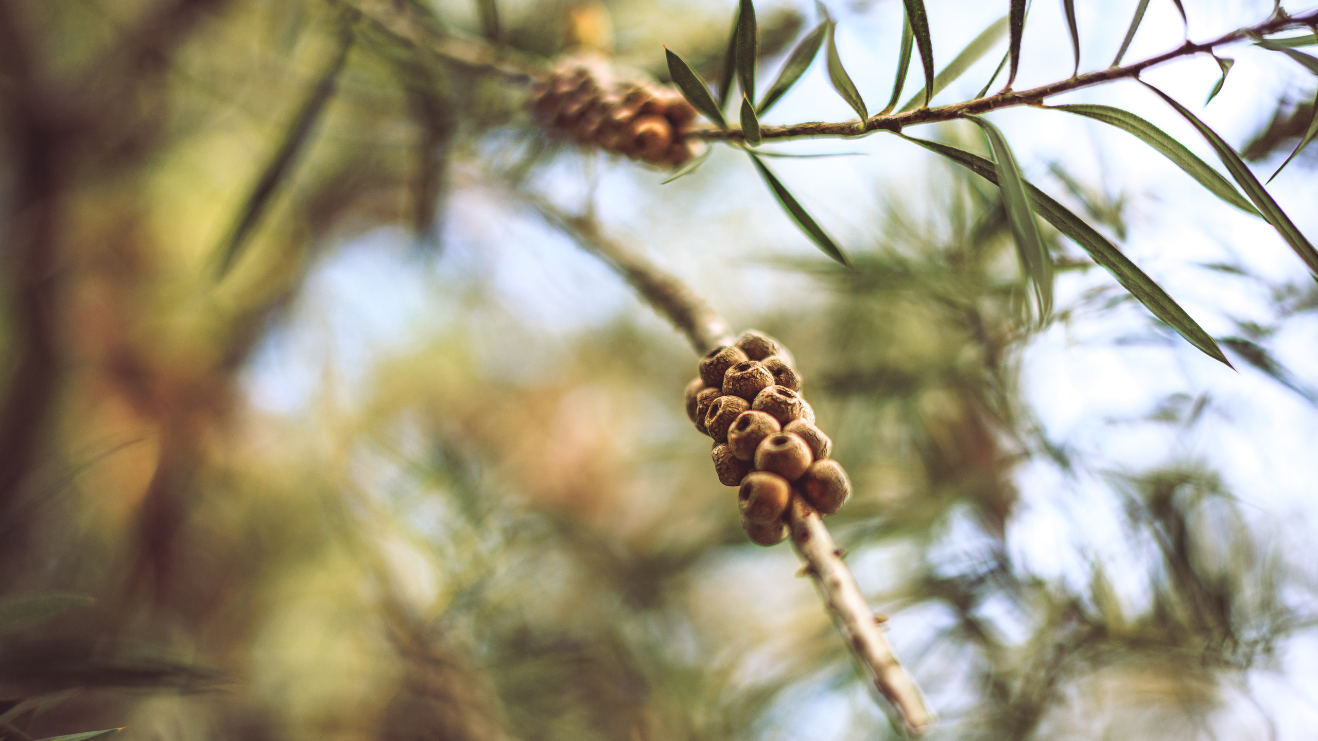 Ботсад. Сайт о фотографии, Москва