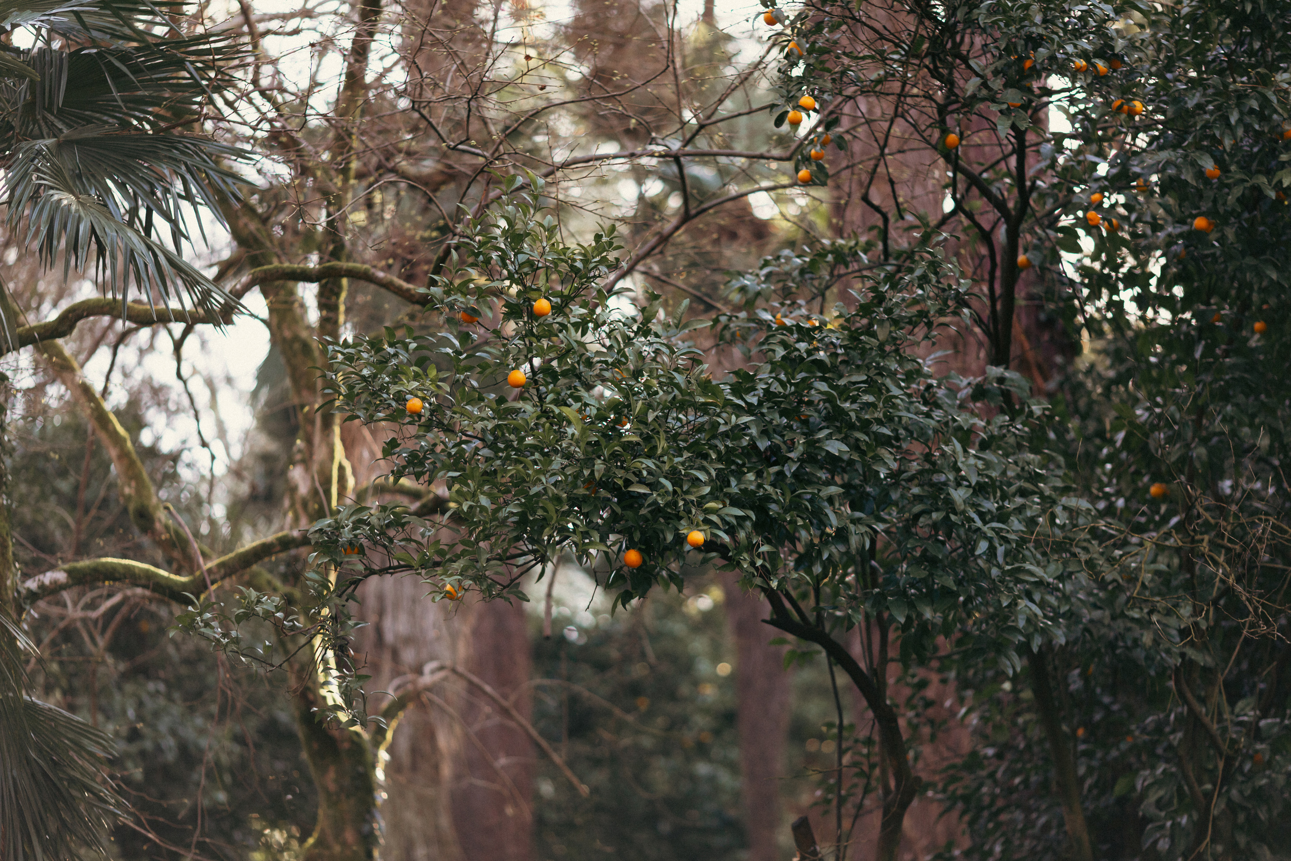 Ботанический сад. Сайт о фотографии, Москва