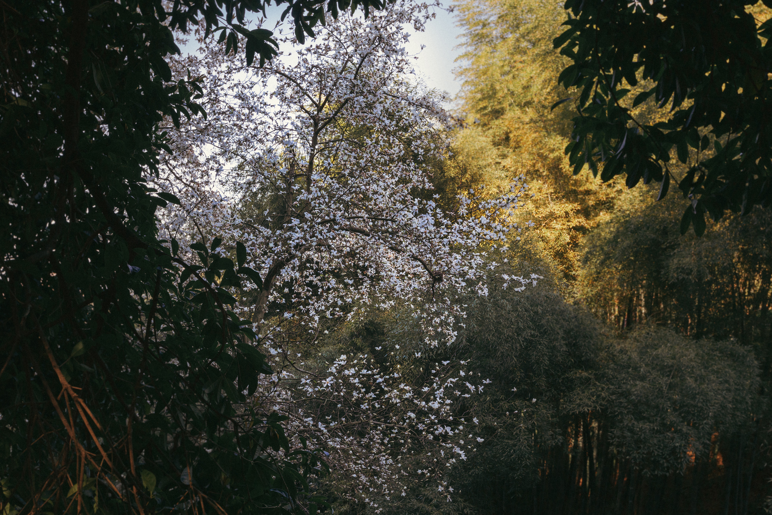 Ботанический сад. Сайт о фотографии, Москва