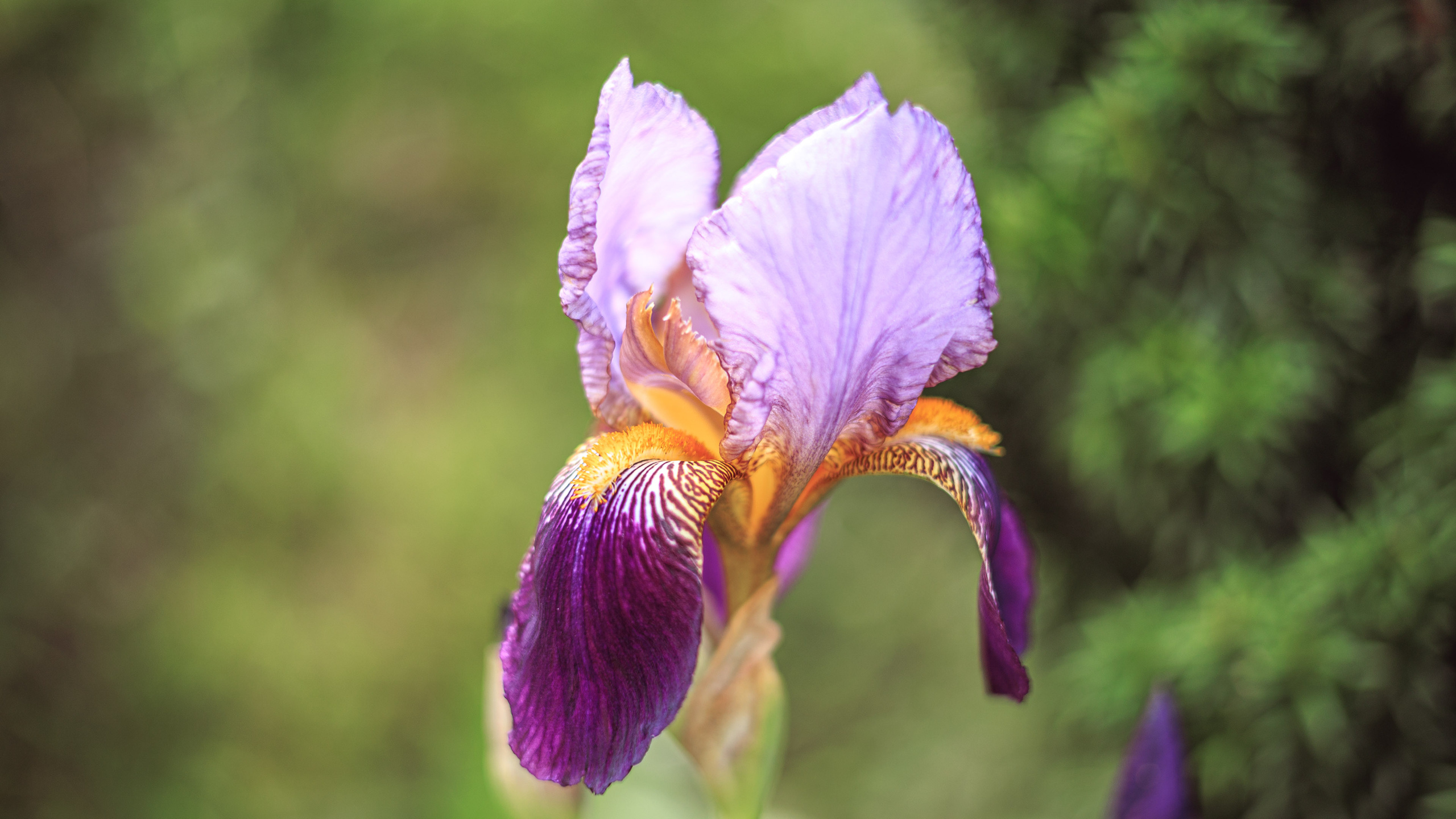 Ботсад. Сайт о фотографии, Москва