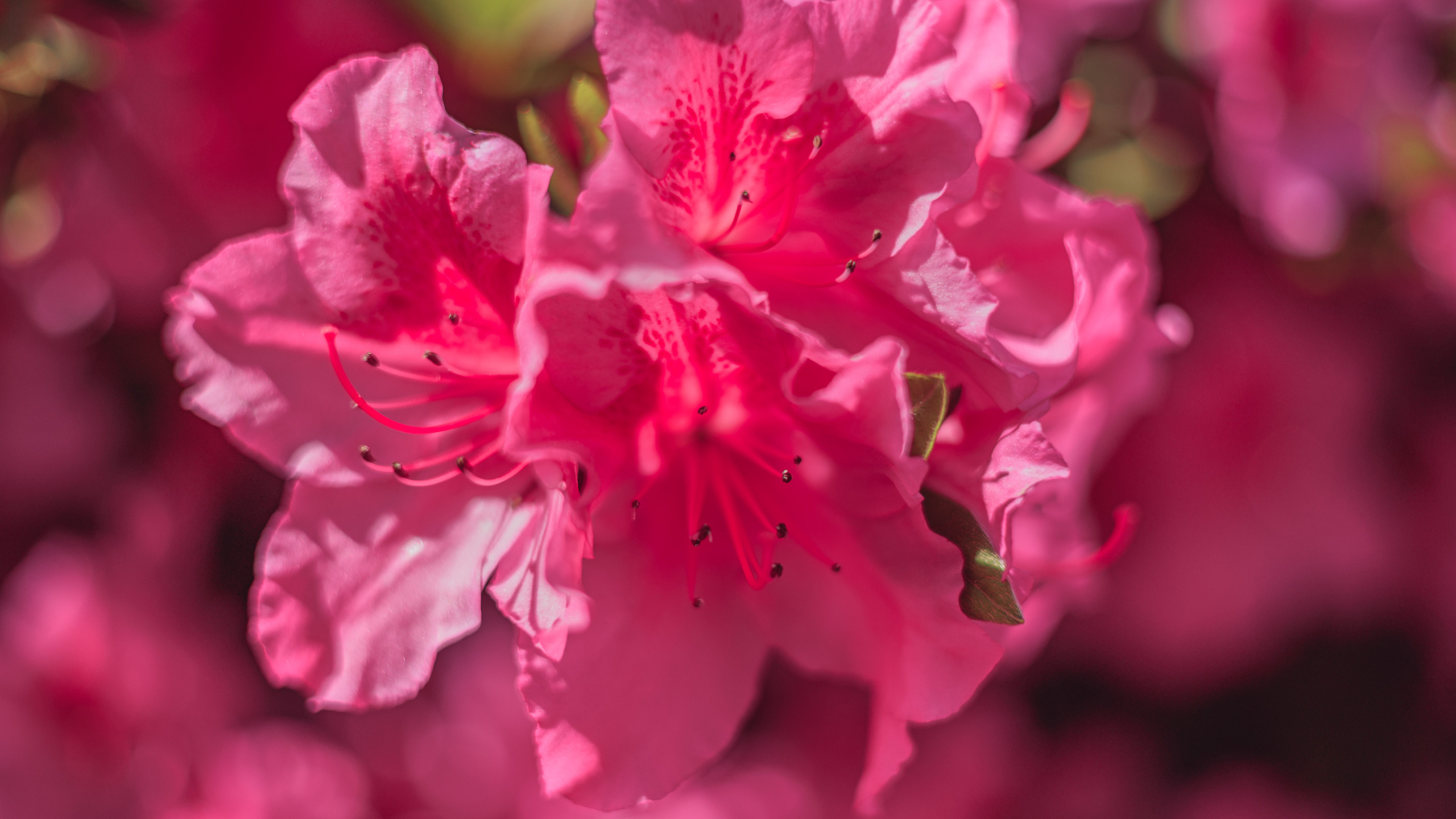 Ботсад. Сайт о фотографии, Москва