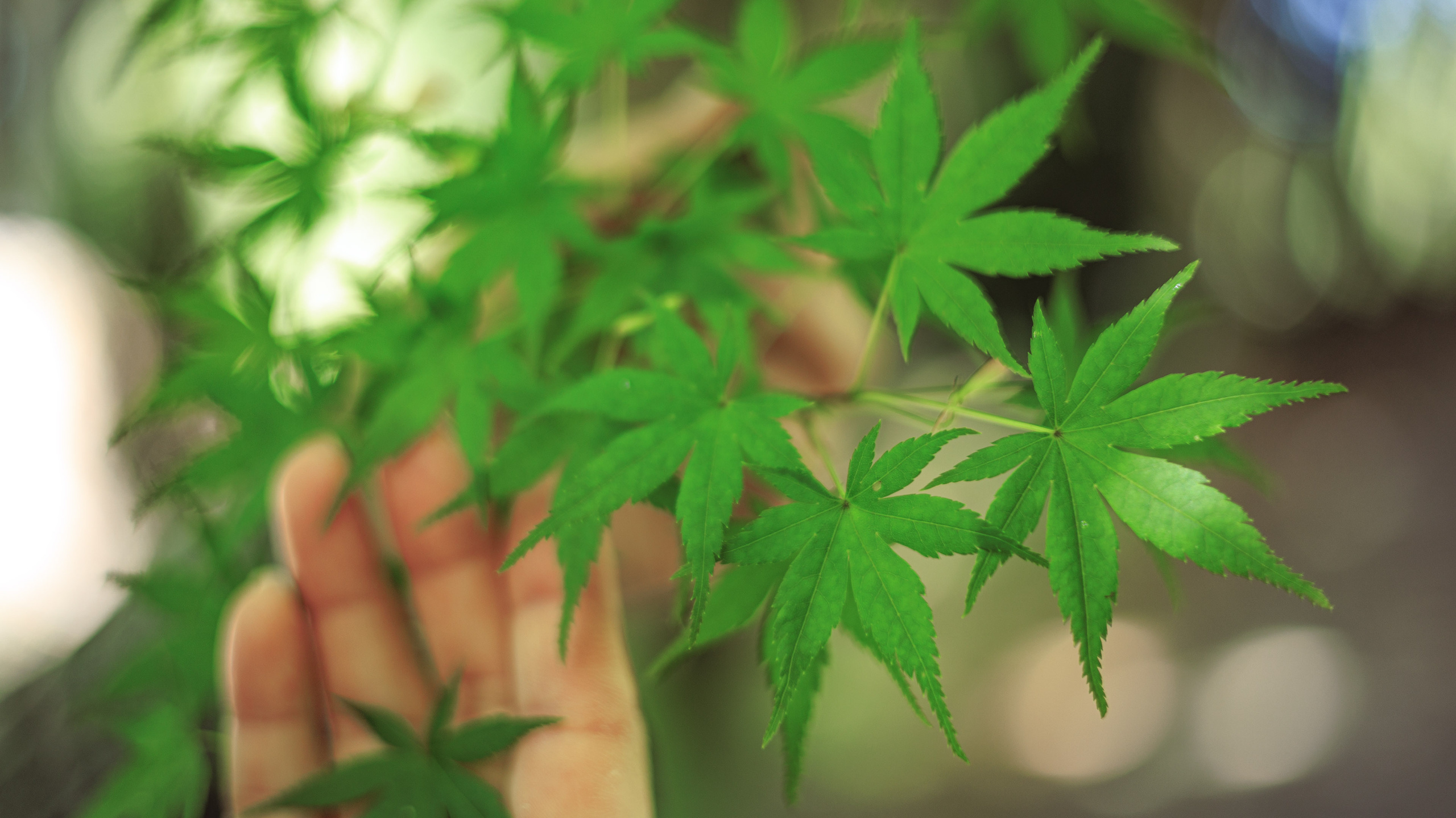 Ботсад. Сайт о фотографии, Москва