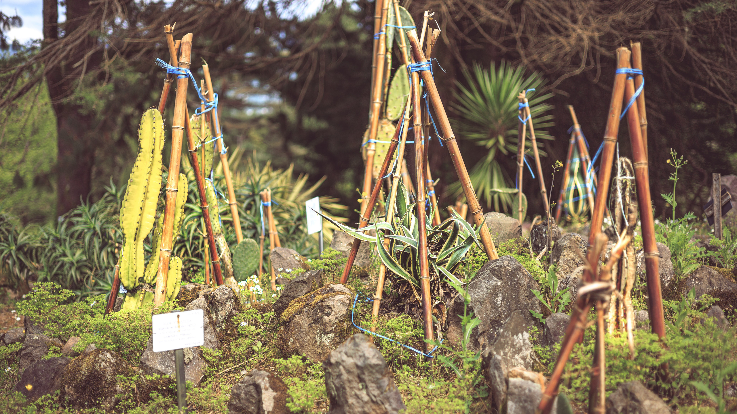 Ботсад. Сайт о фотографии, Москва