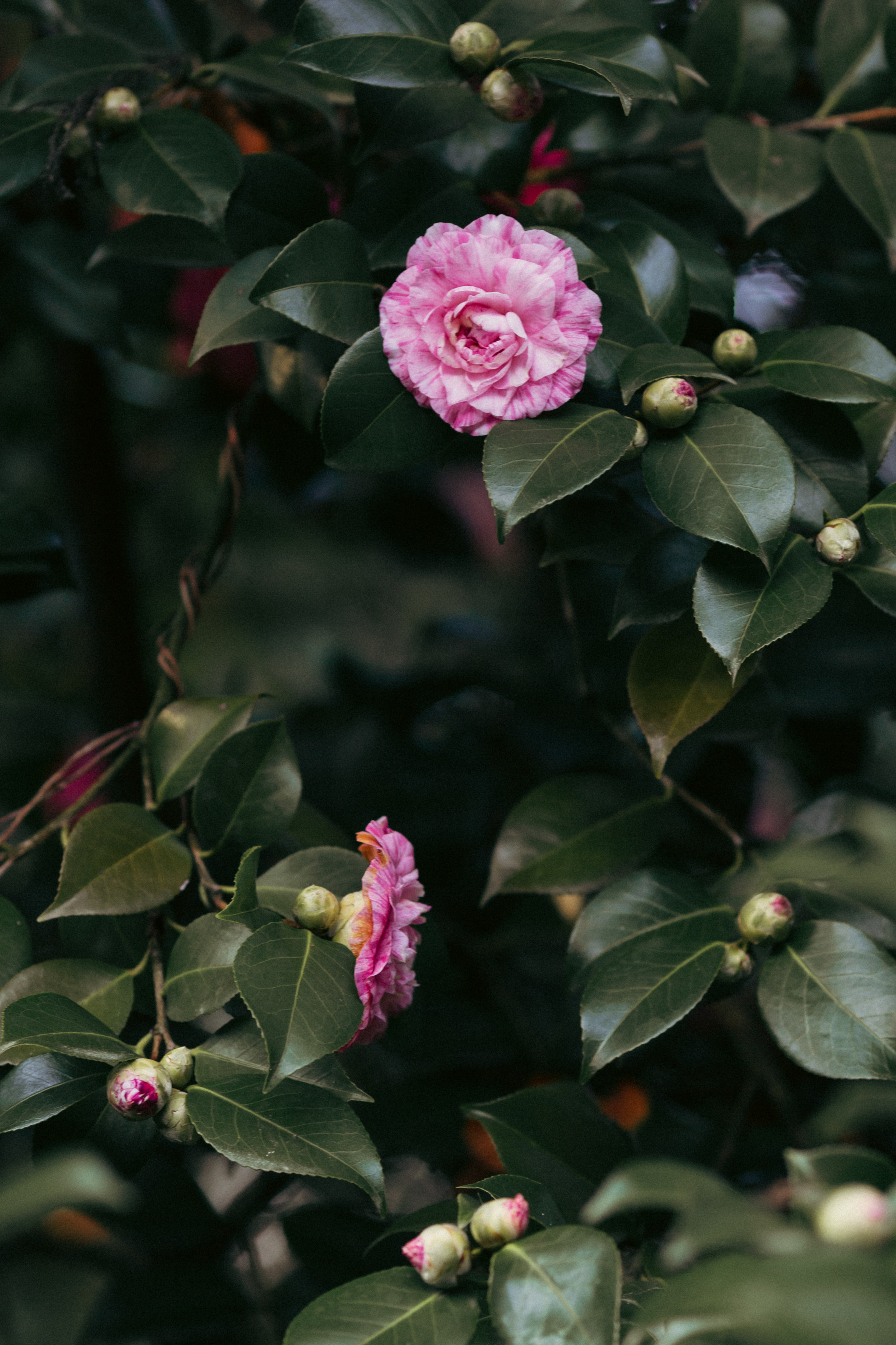 Ботанический сад. Сайт о фотографии, Москва