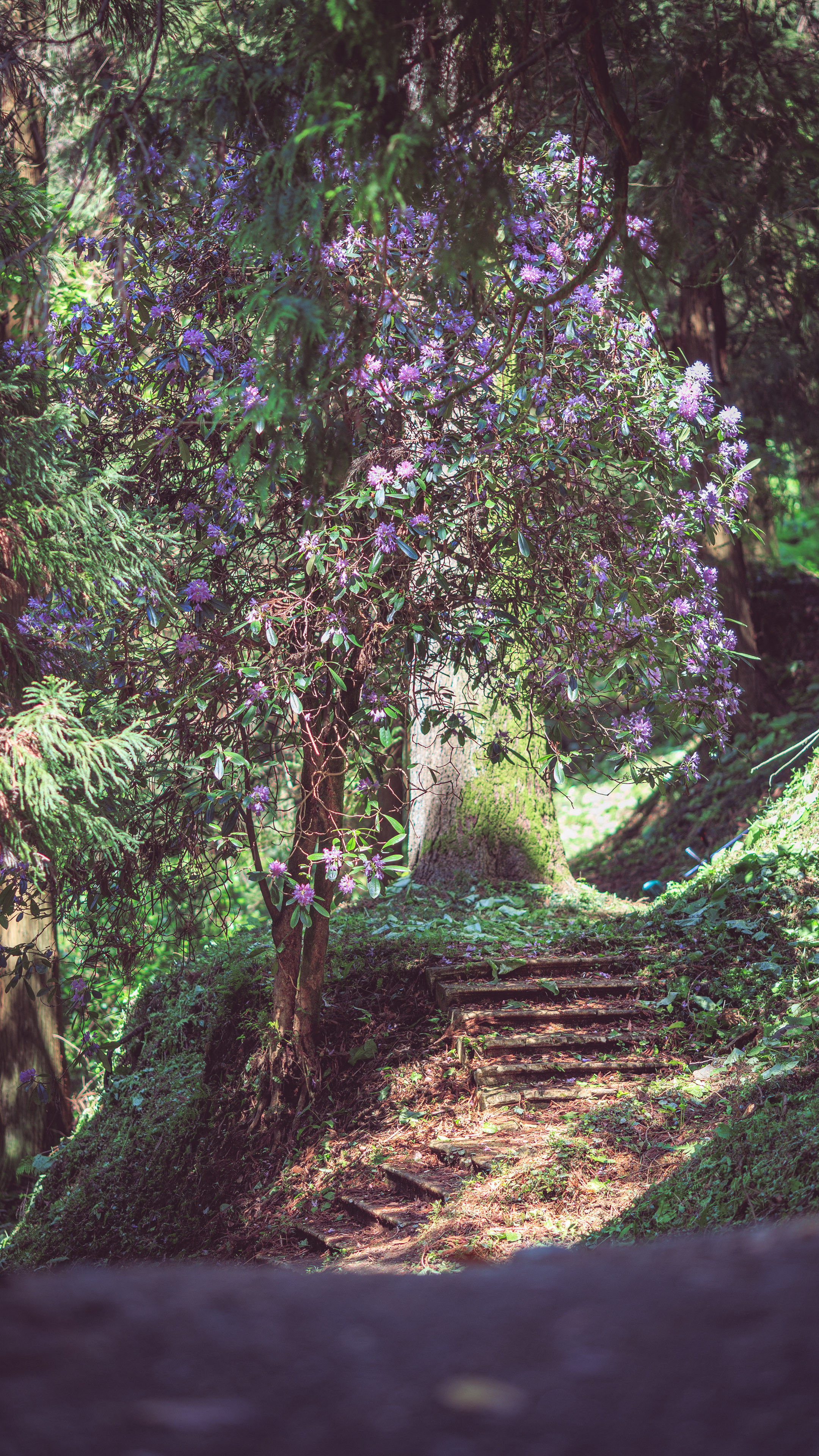 Ботсад. Сайт о фотографии, Москва