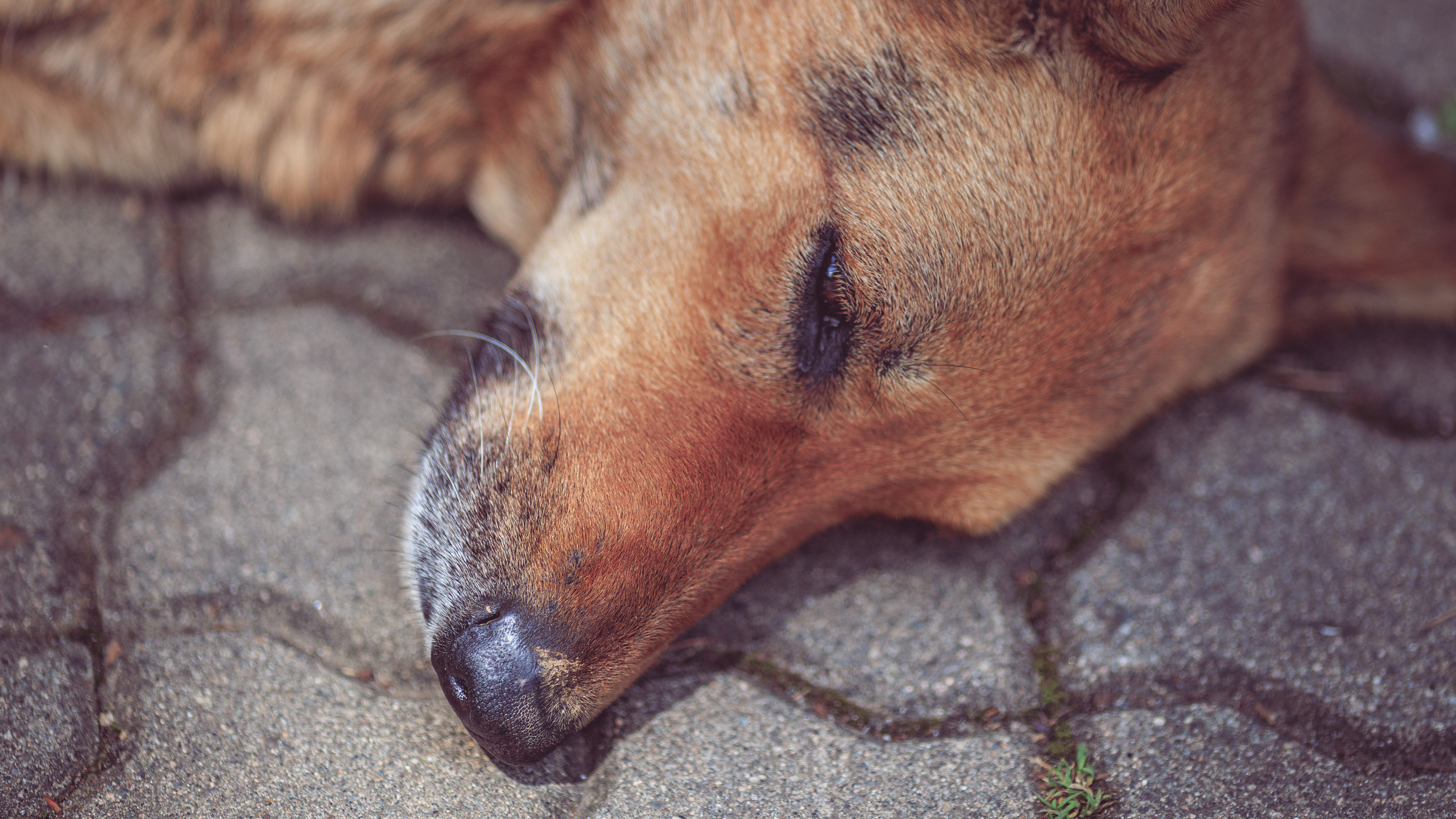 Ботсад. Сайт о фотографии, Москва