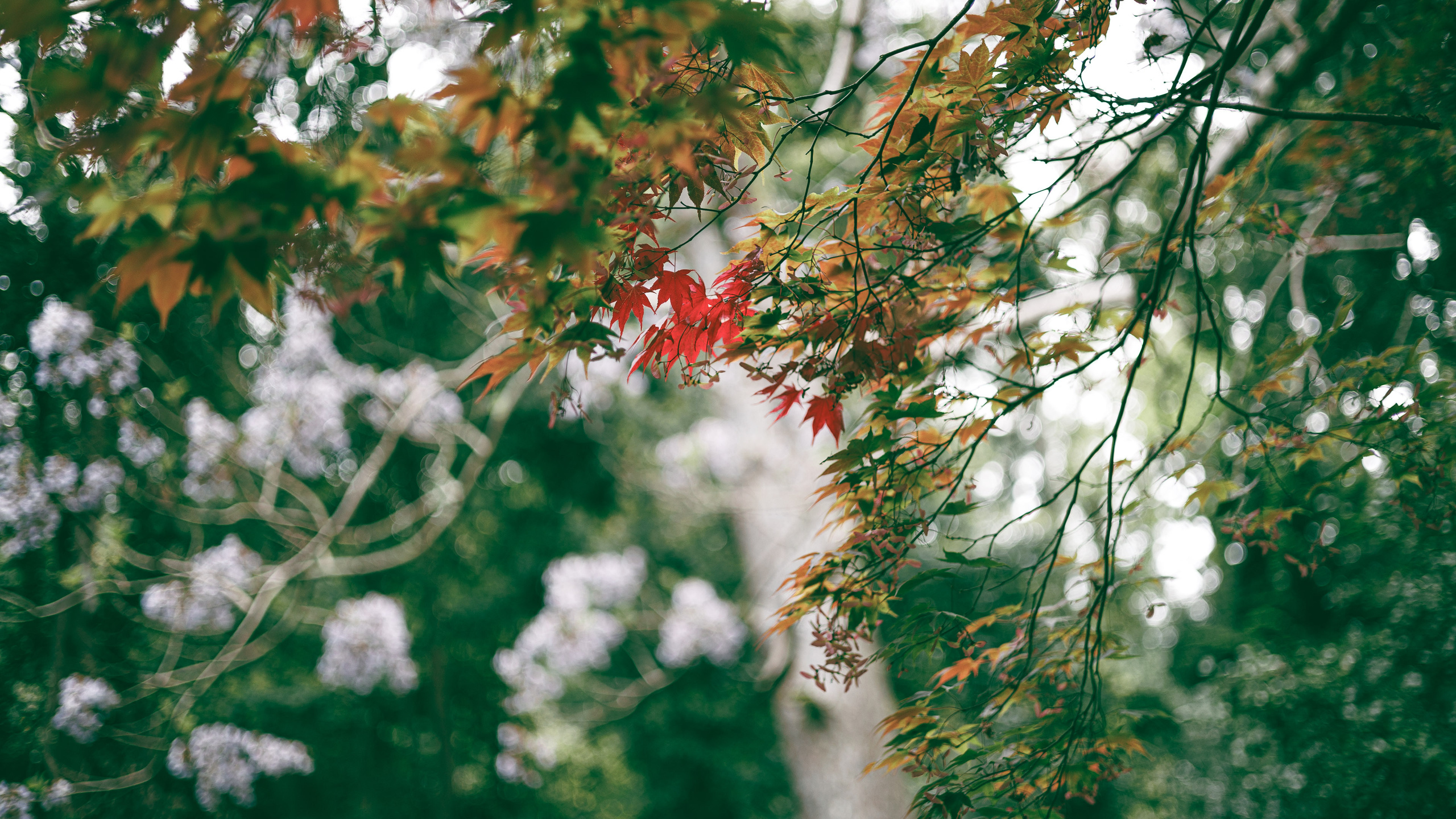 Ботсад. Сайт о фотографии, Москва