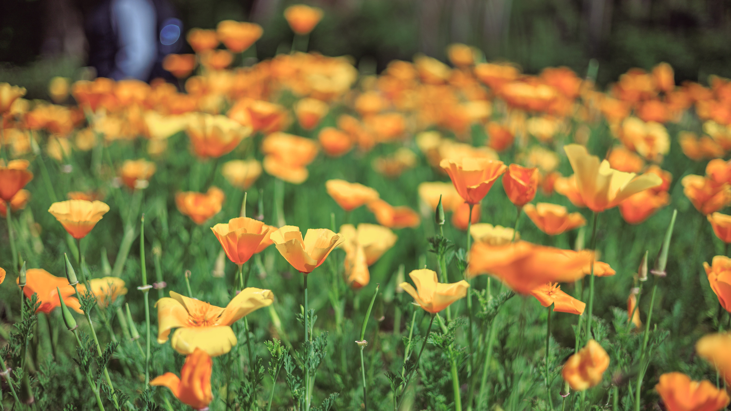 Ботсад. Сайт о фотографии, Москва