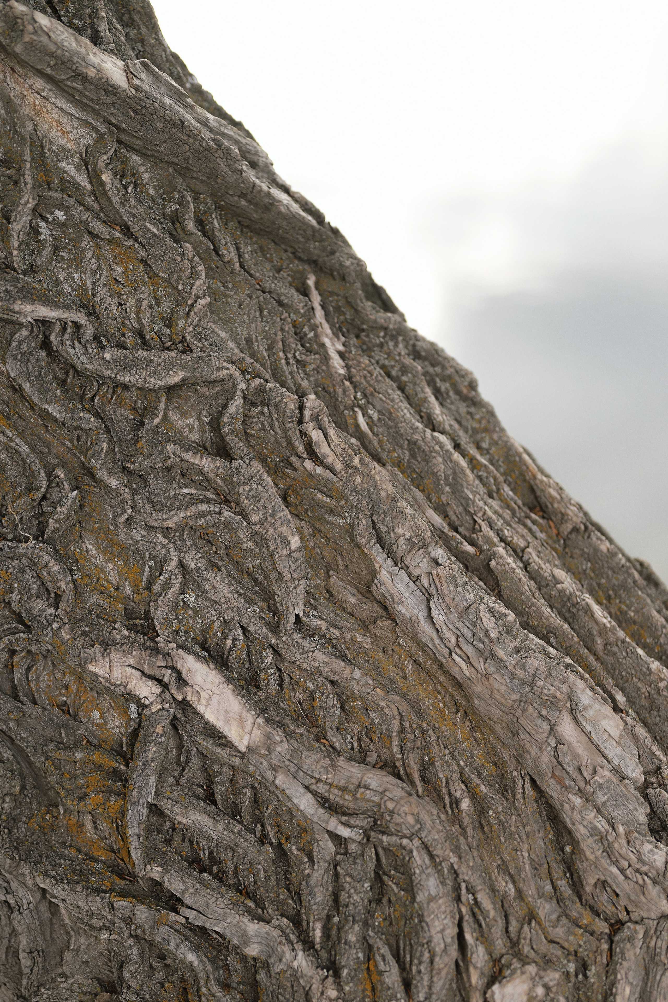 Екатерина. Алёна Куртова