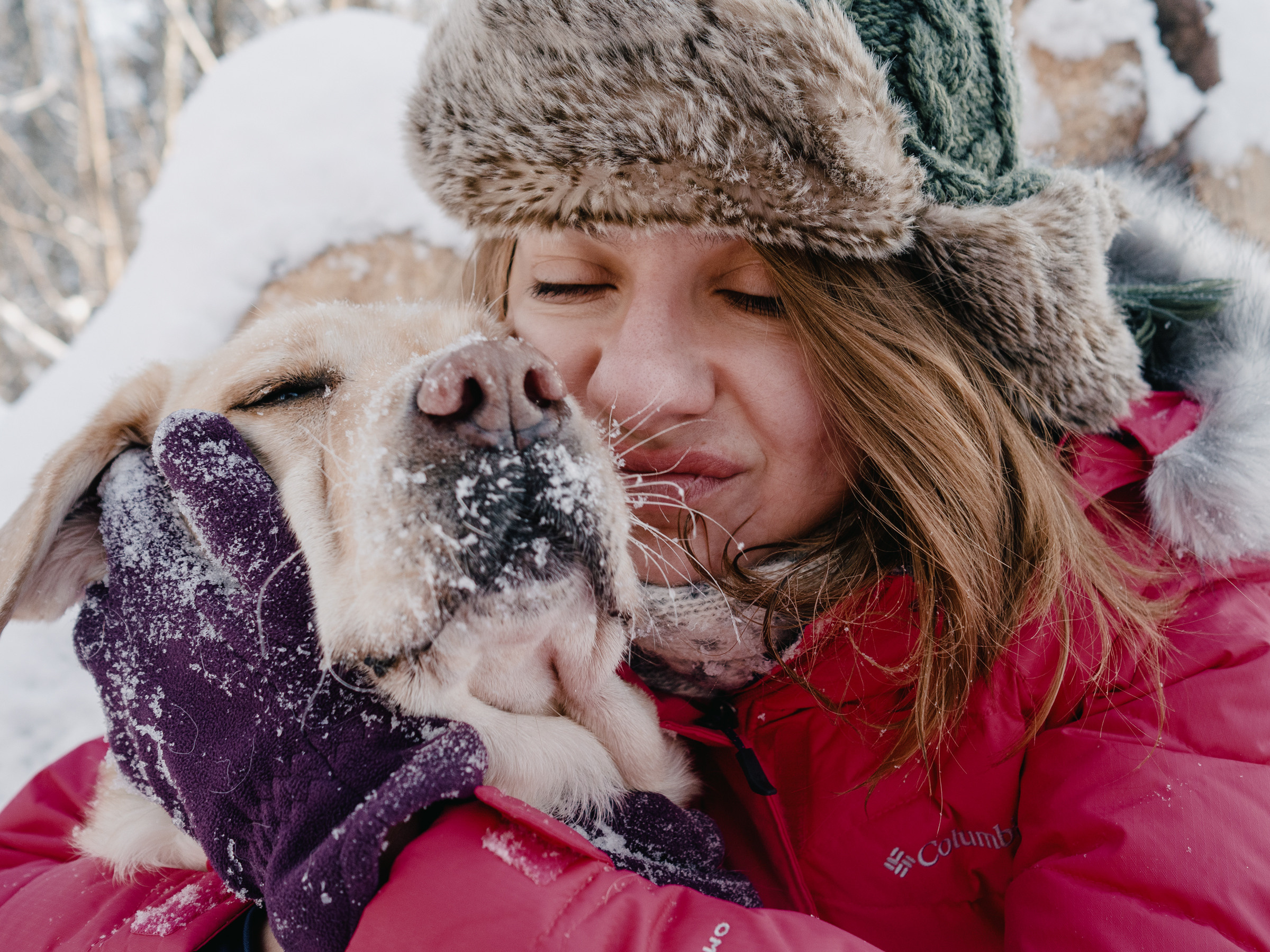 Лабрадор гуляет с лесу