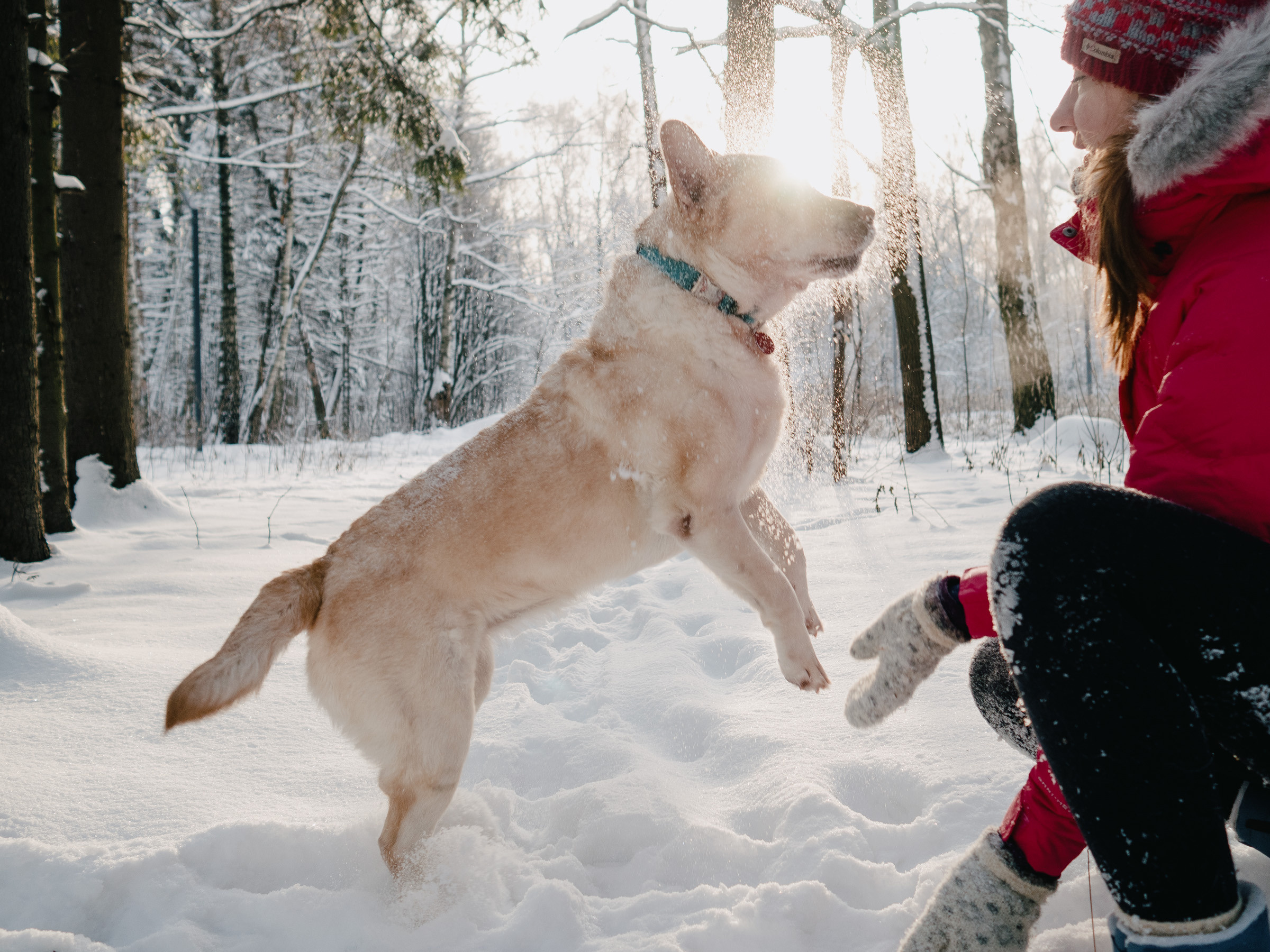 Фотосессия с собакой