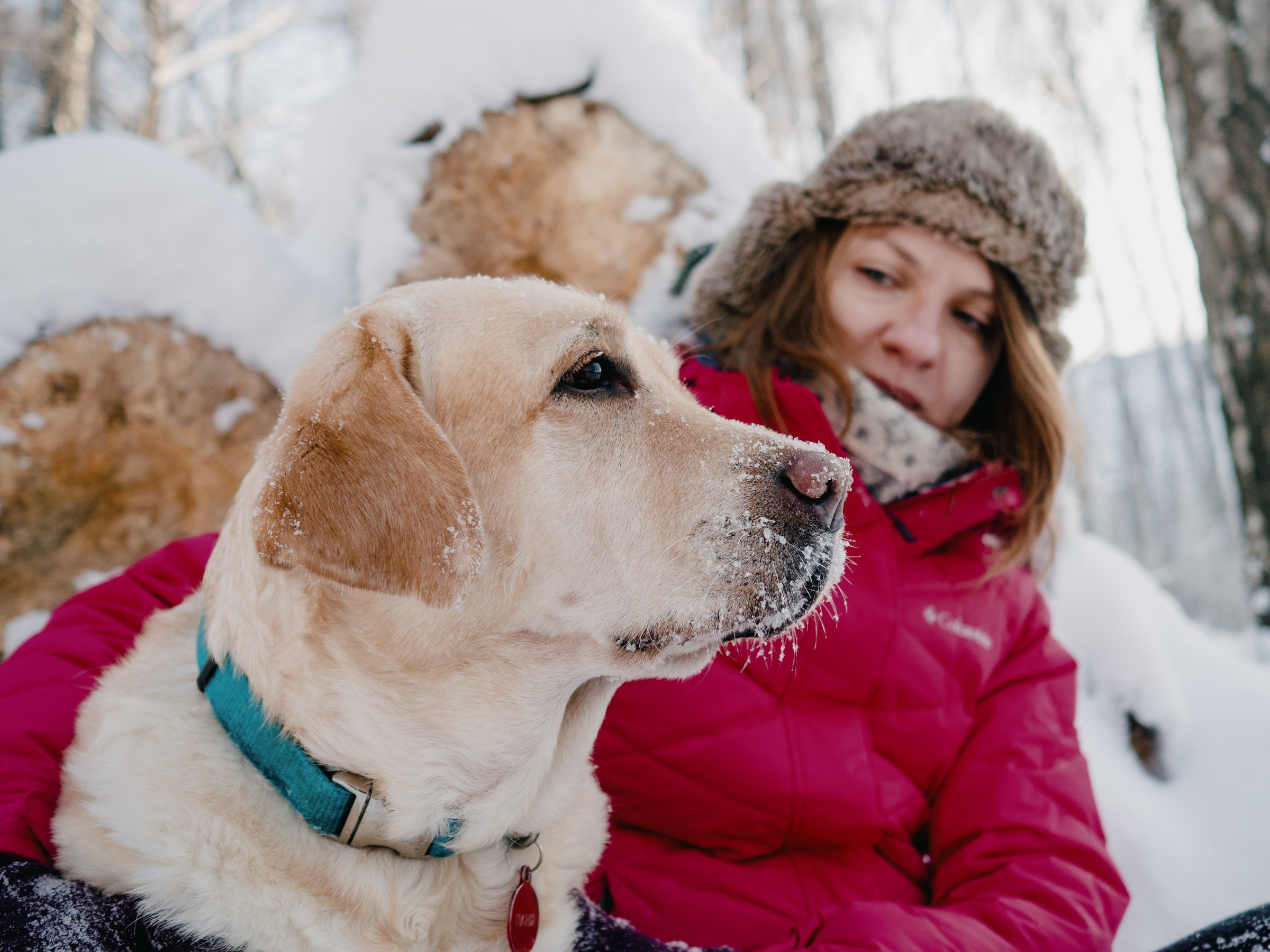 Счастливый лабрадор