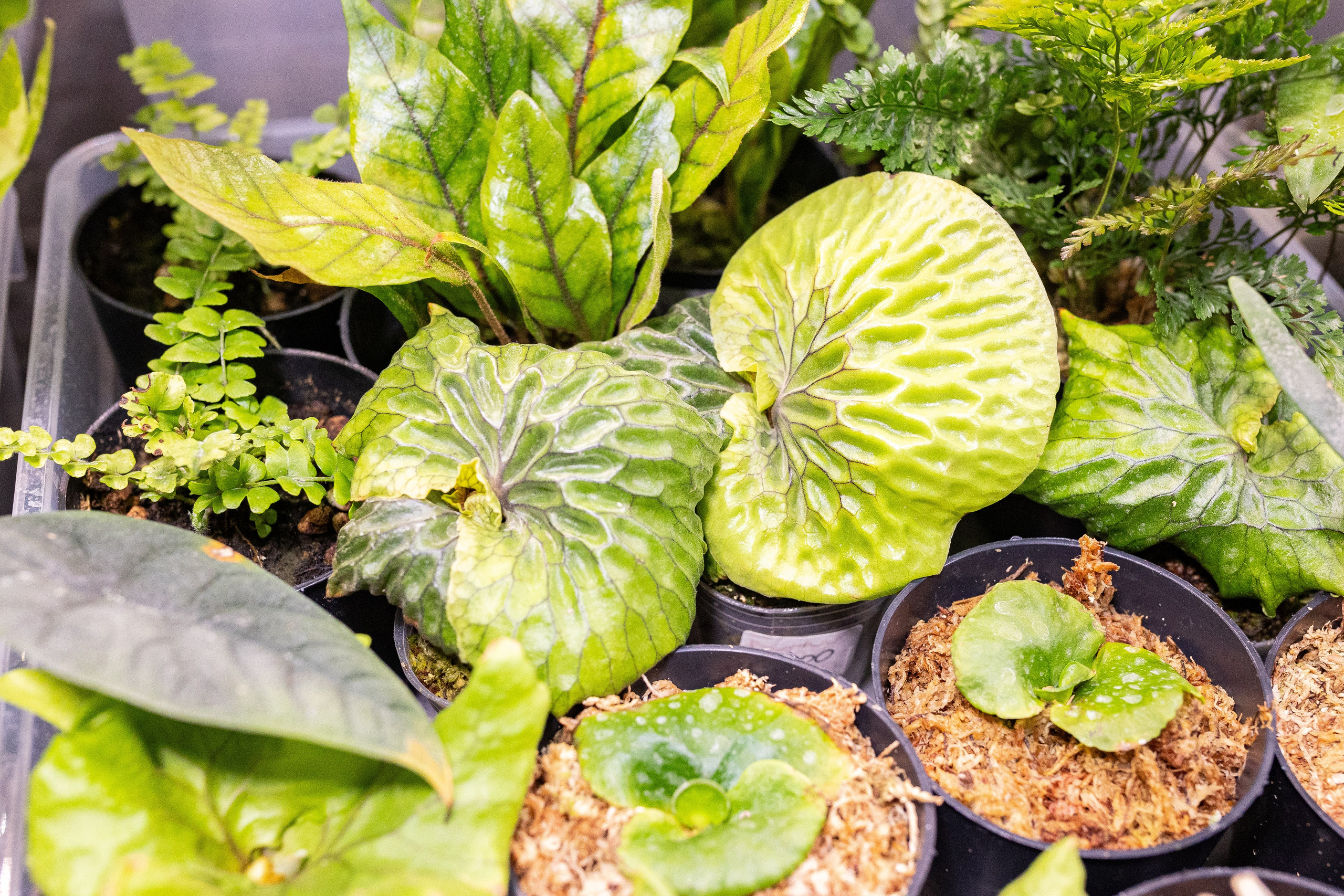 Монстериум 11–12 октября. Александра Куликова фотограф, Москва