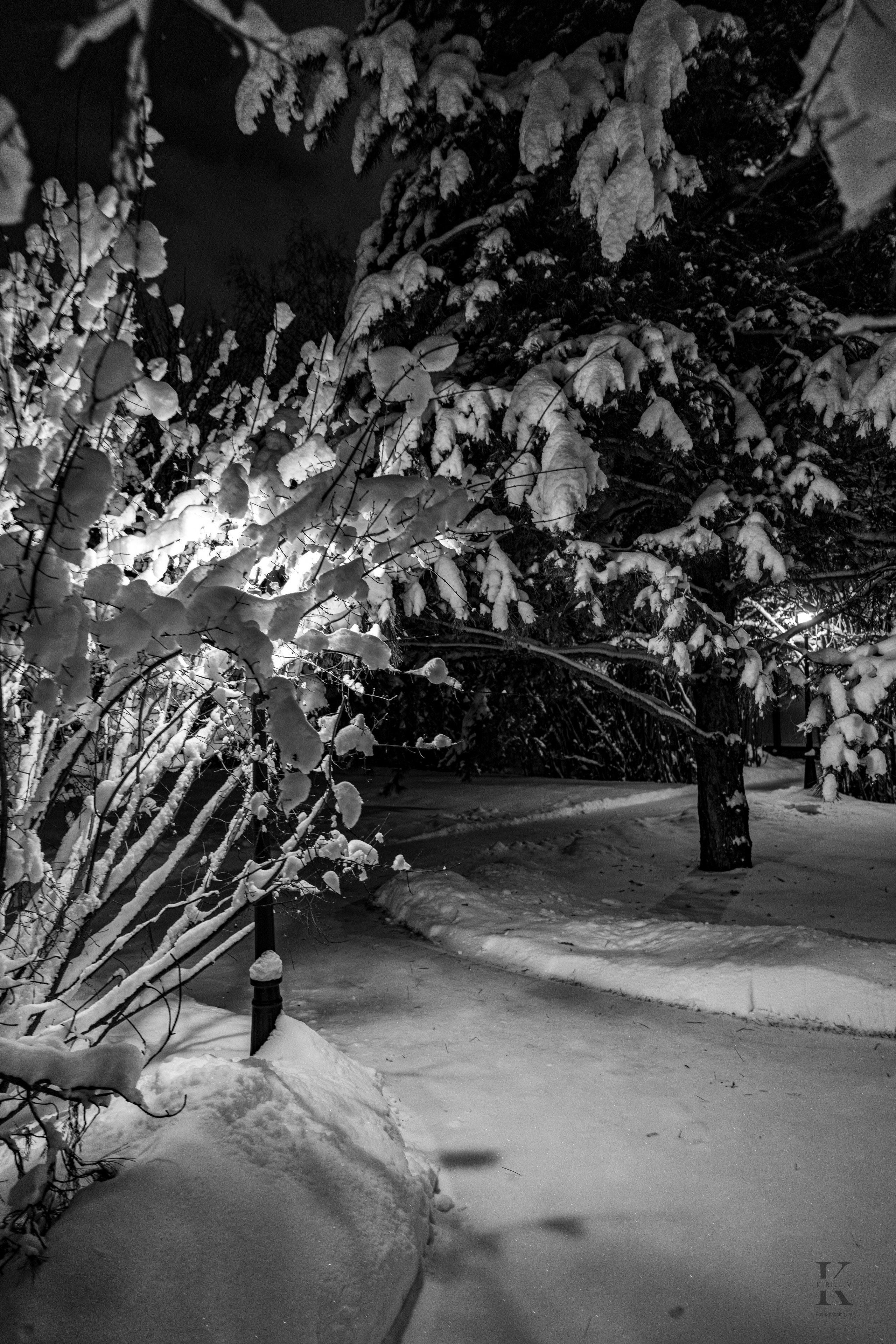 Природа 31 Декабря 2025 года. Клены. Фотографирую жизнь! Московский фотограф волонтер