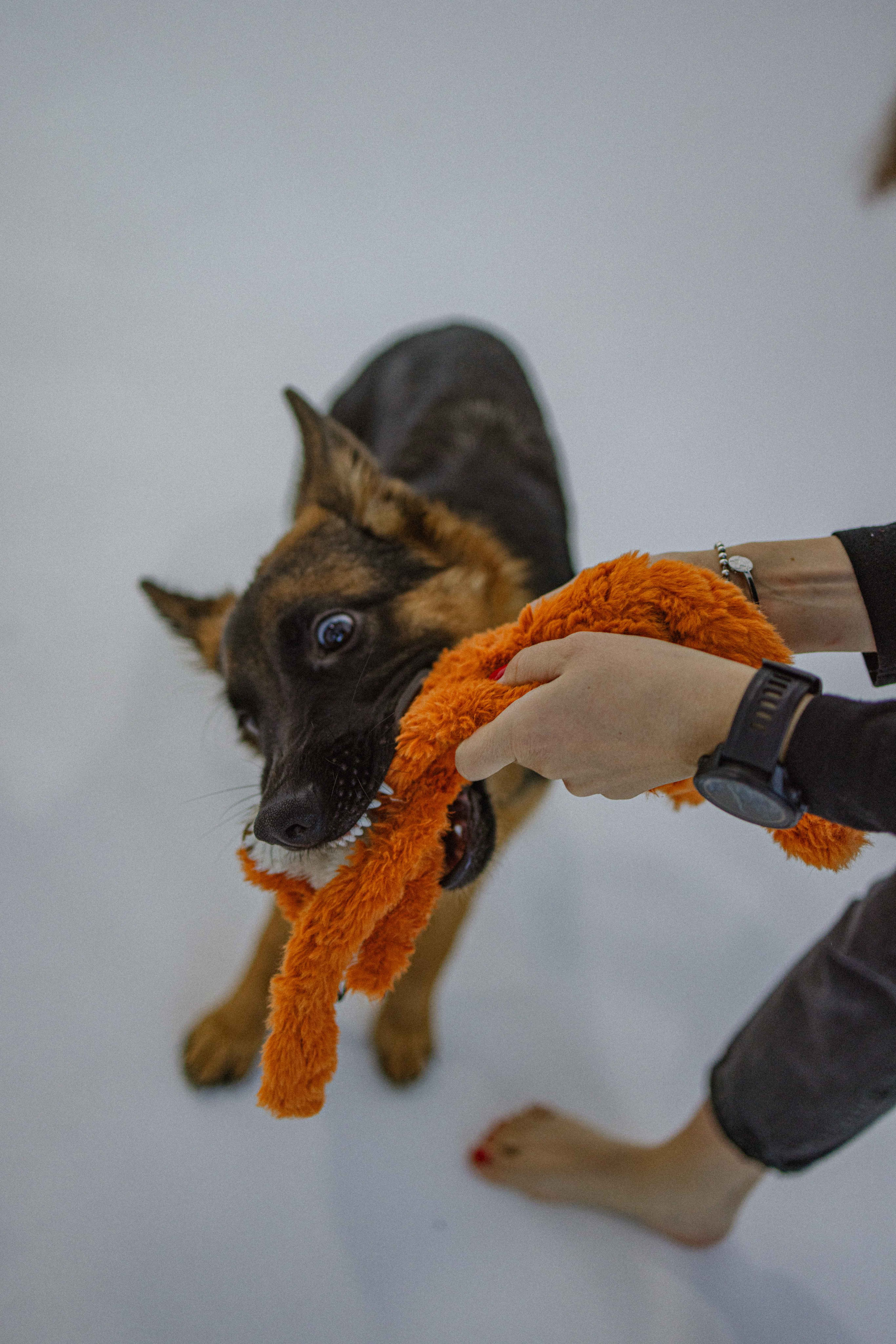 Ася и Буся. Фотограф-анималист в Москве Лера Черноног